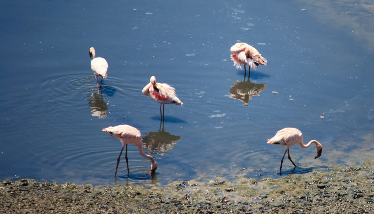 Flamingos Stock Free