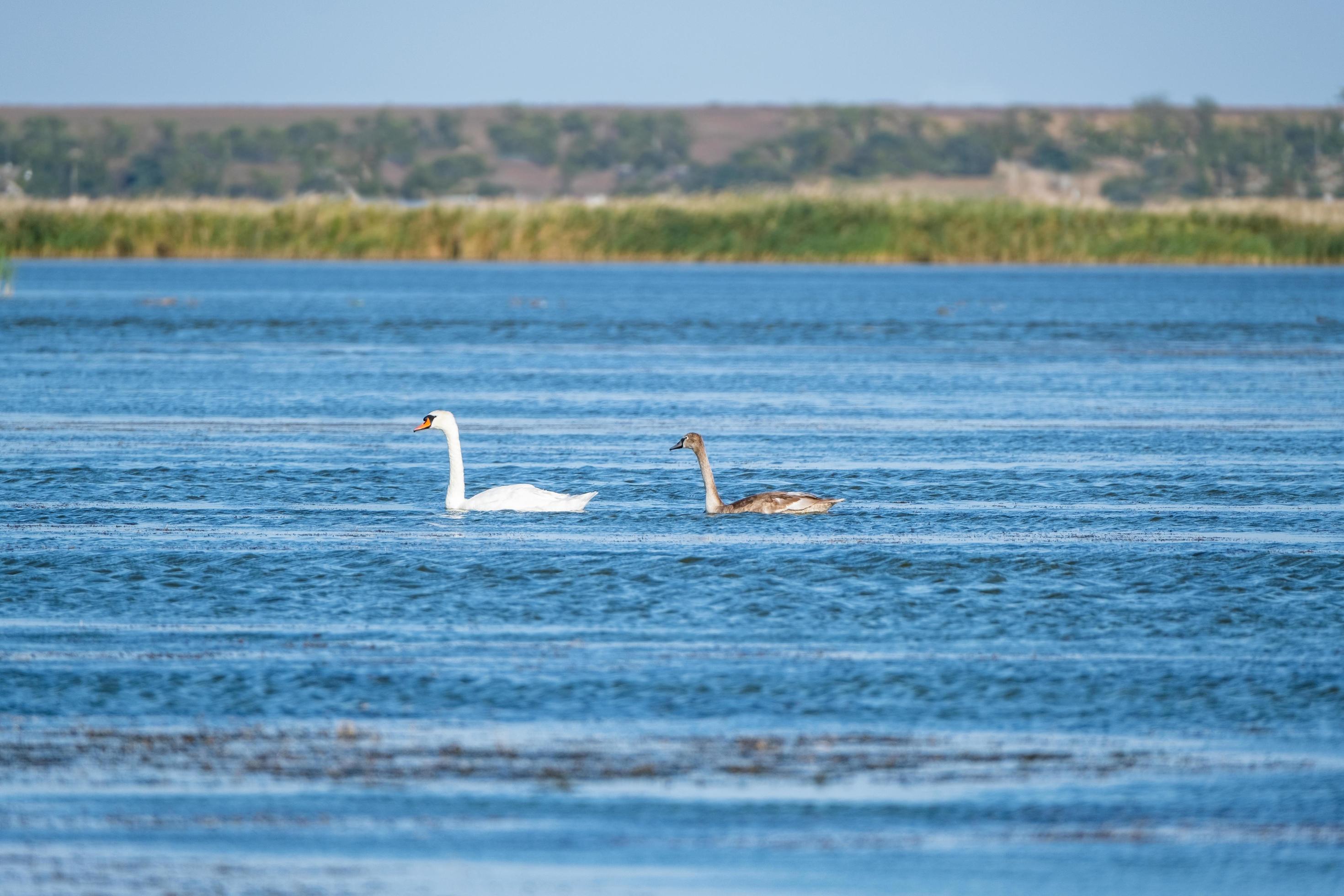 Summer landscape with swans family in the pond Stock Free