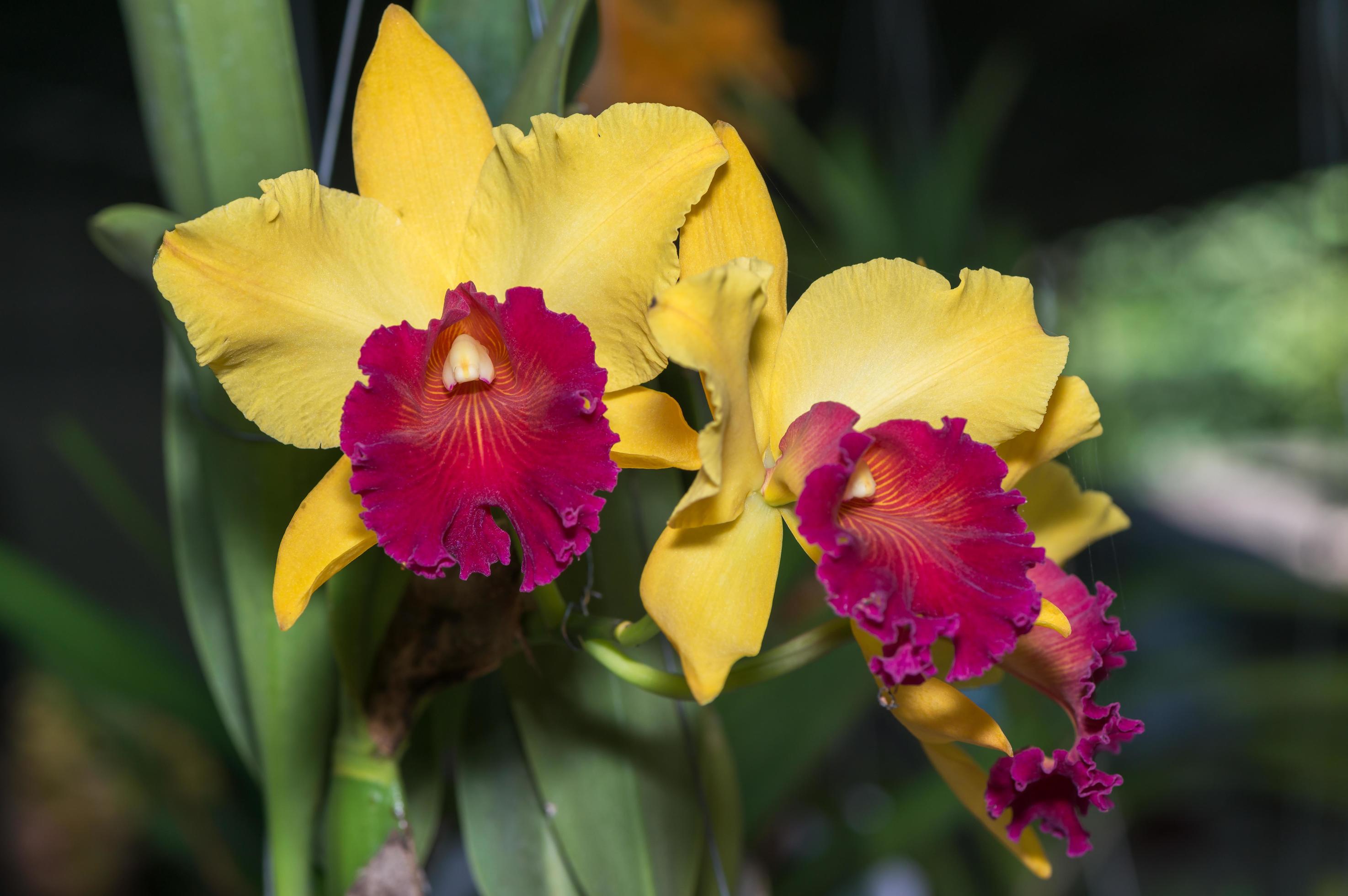 Hybrid yellow with red cattleya orchid flower Stock Free