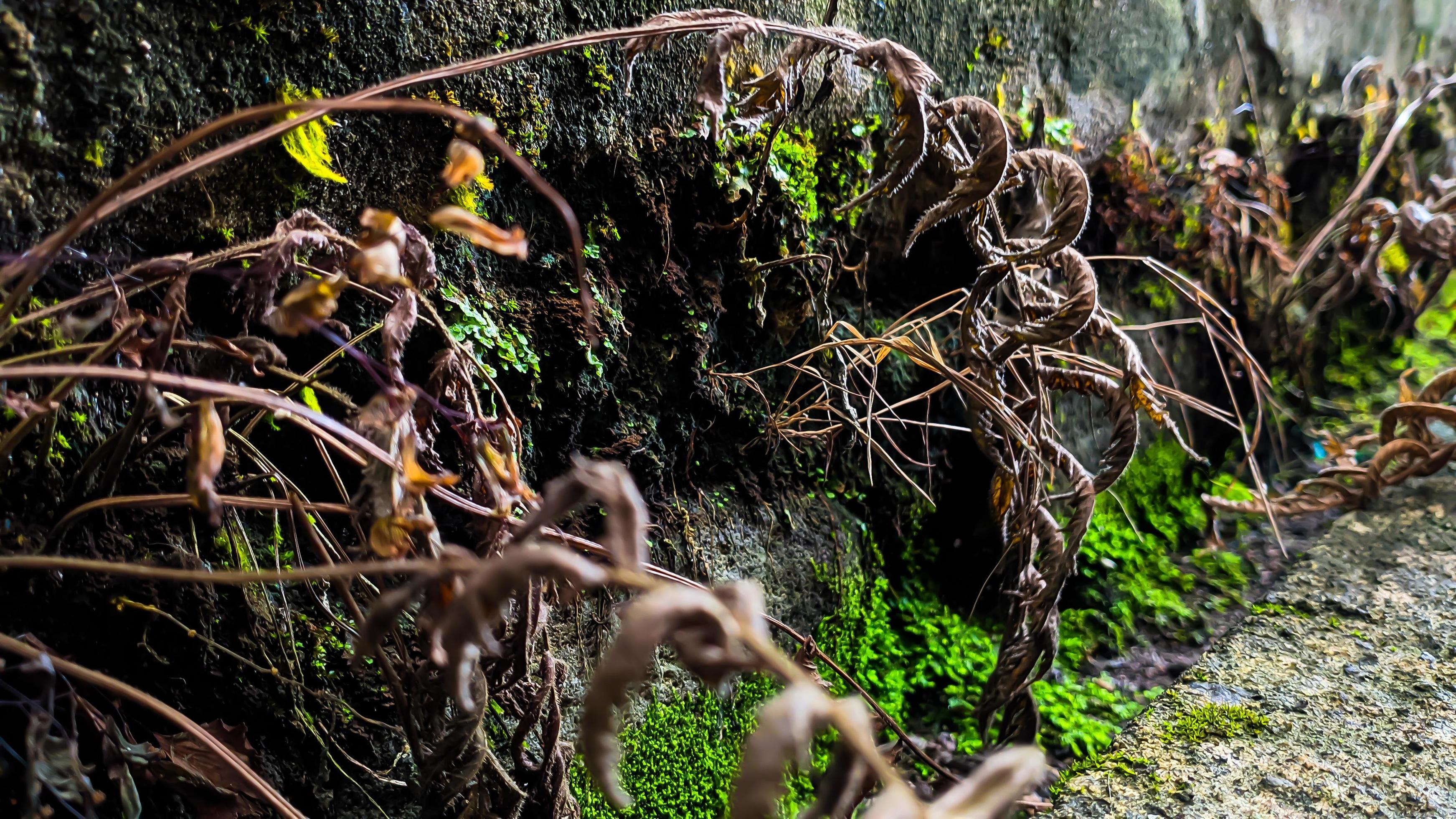 a wild plant with brown leaves growing on a damp wall. Empty space for design and text. Nature wallpapers. Stock Free