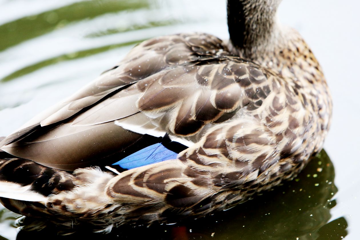 Duck Feathers Stock Free