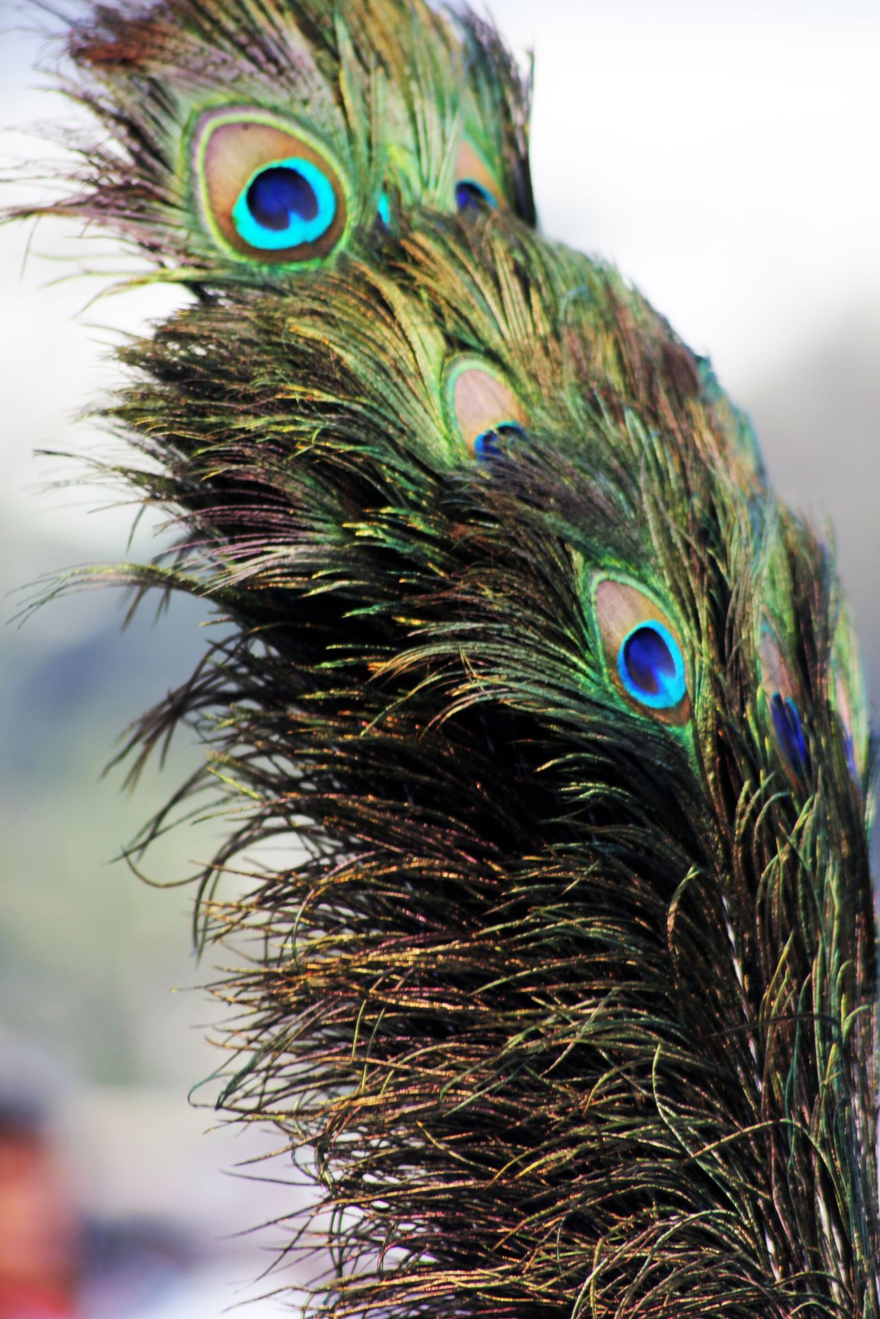 Peacock Feathers Stock Free