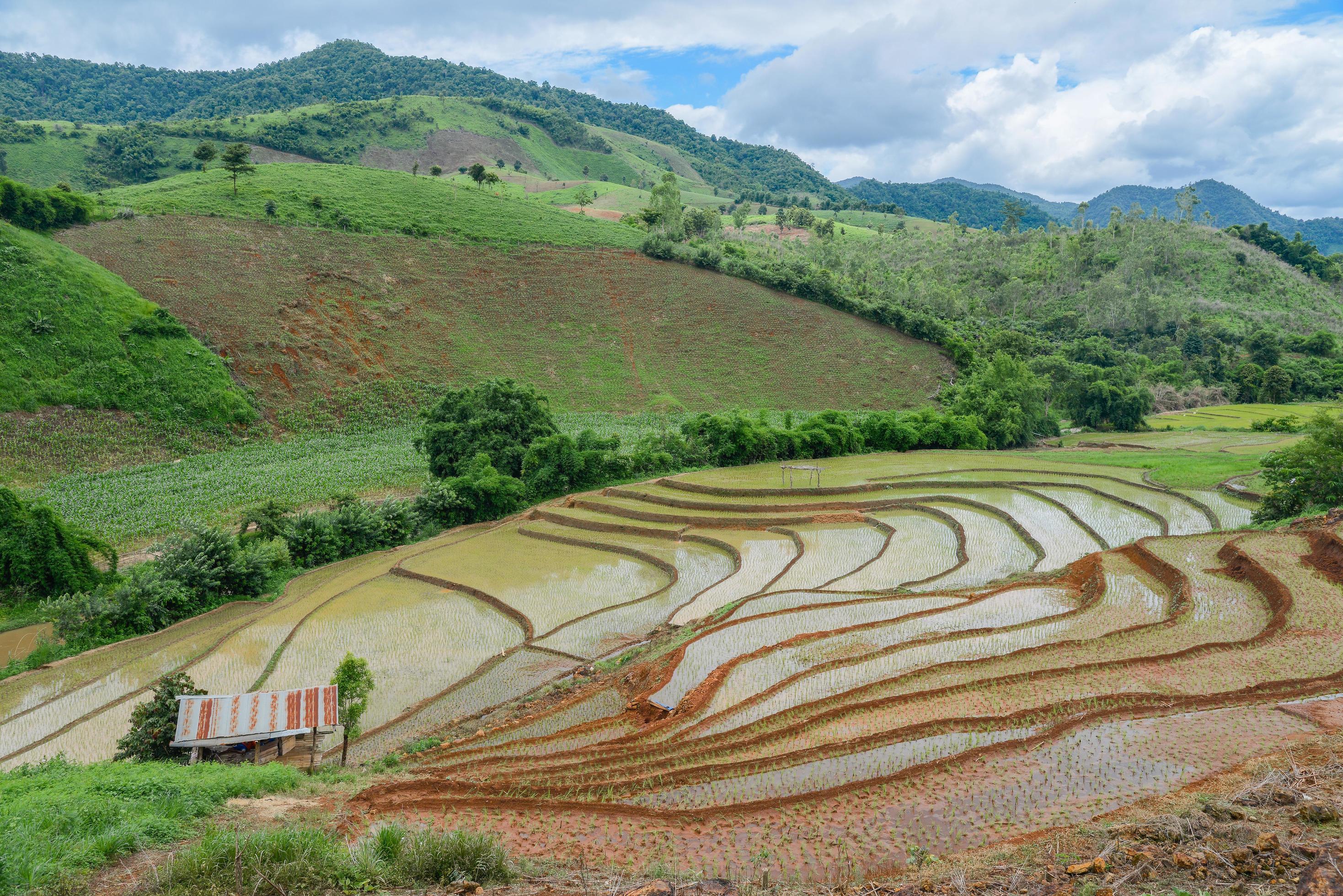 The rice terraces and agriculture filed of the countryside of Chiang Rai province the northern province in Thailand. Stock Free