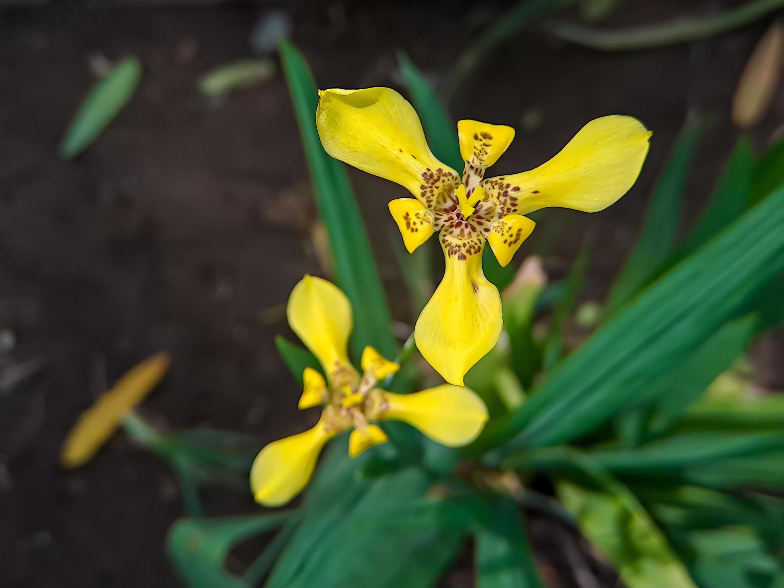 Neomarica longifolia is a species of perennial herb in the family Iridaceae. They are from The Neotropics and the Eye of Atlantica Stock Free