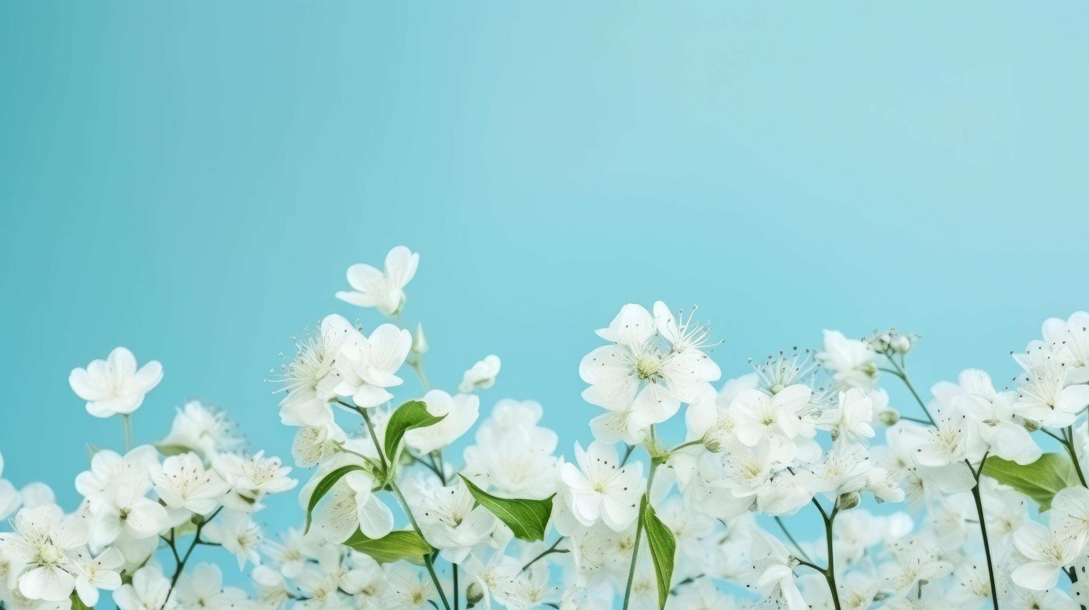 White spring flowers on blue background. Illustration Stock Free