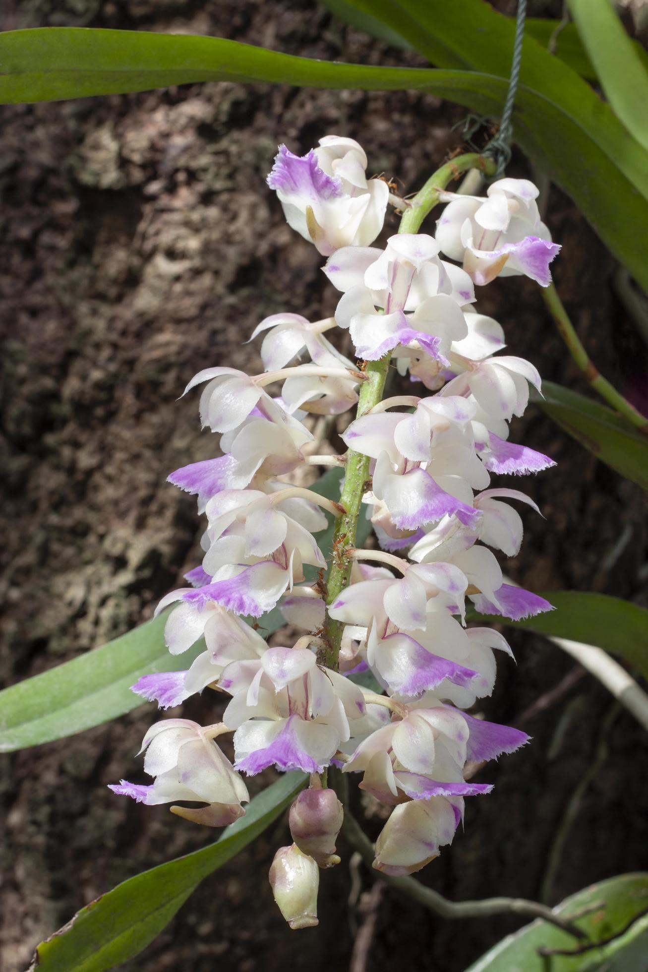 Purple and white Orchid flower or Rhynchostylis gigantea Lindl Rid bloom and hanging on tree with sunlight in the garden. Stock Free