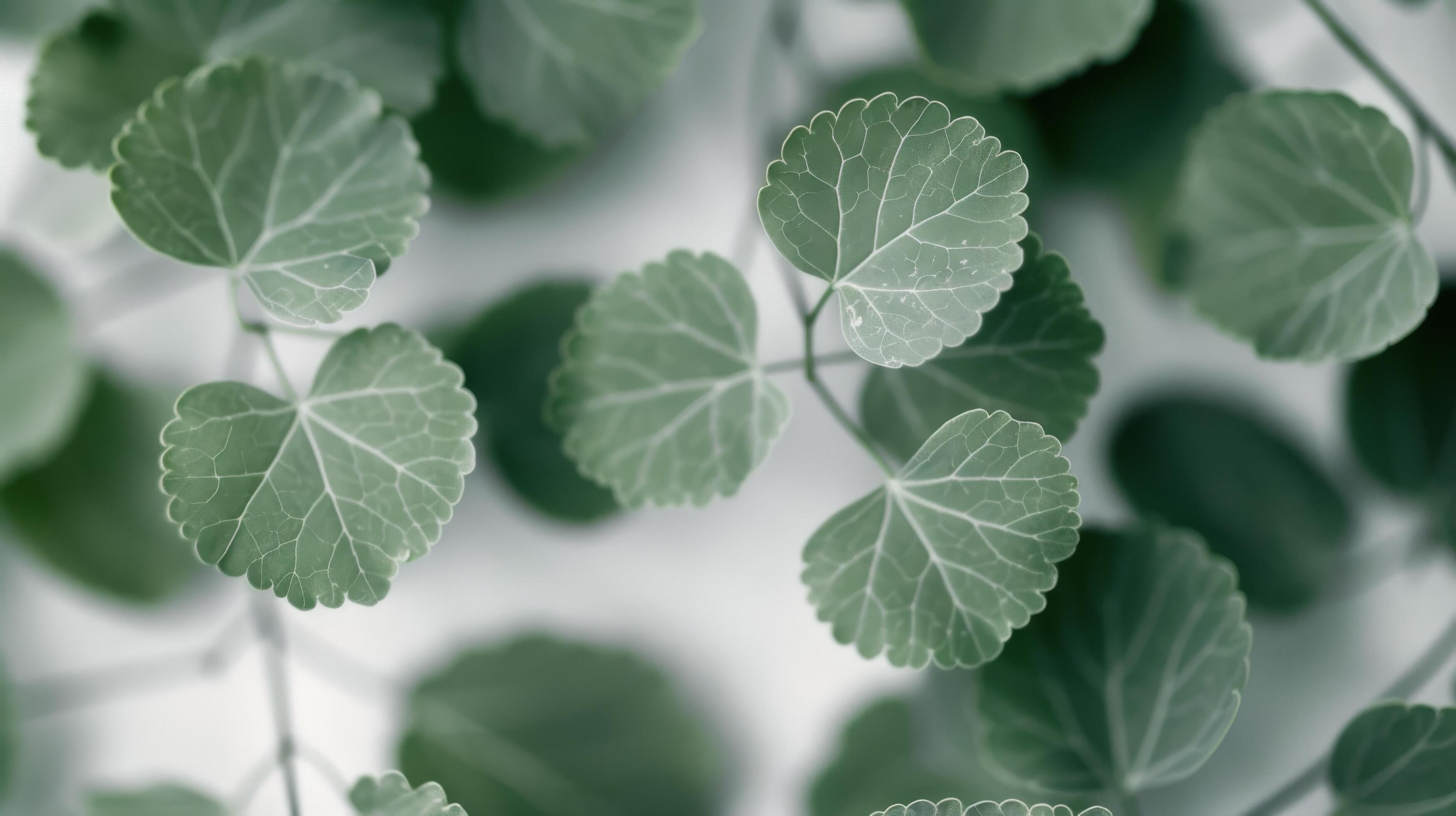 Fresh Green Leaves on Soft Fabric Background Stock Free