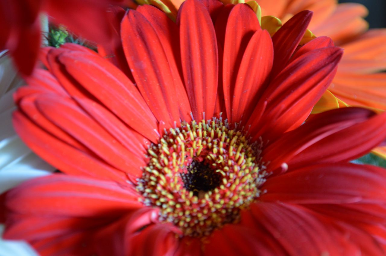 Red Daisy Flower Stock Free