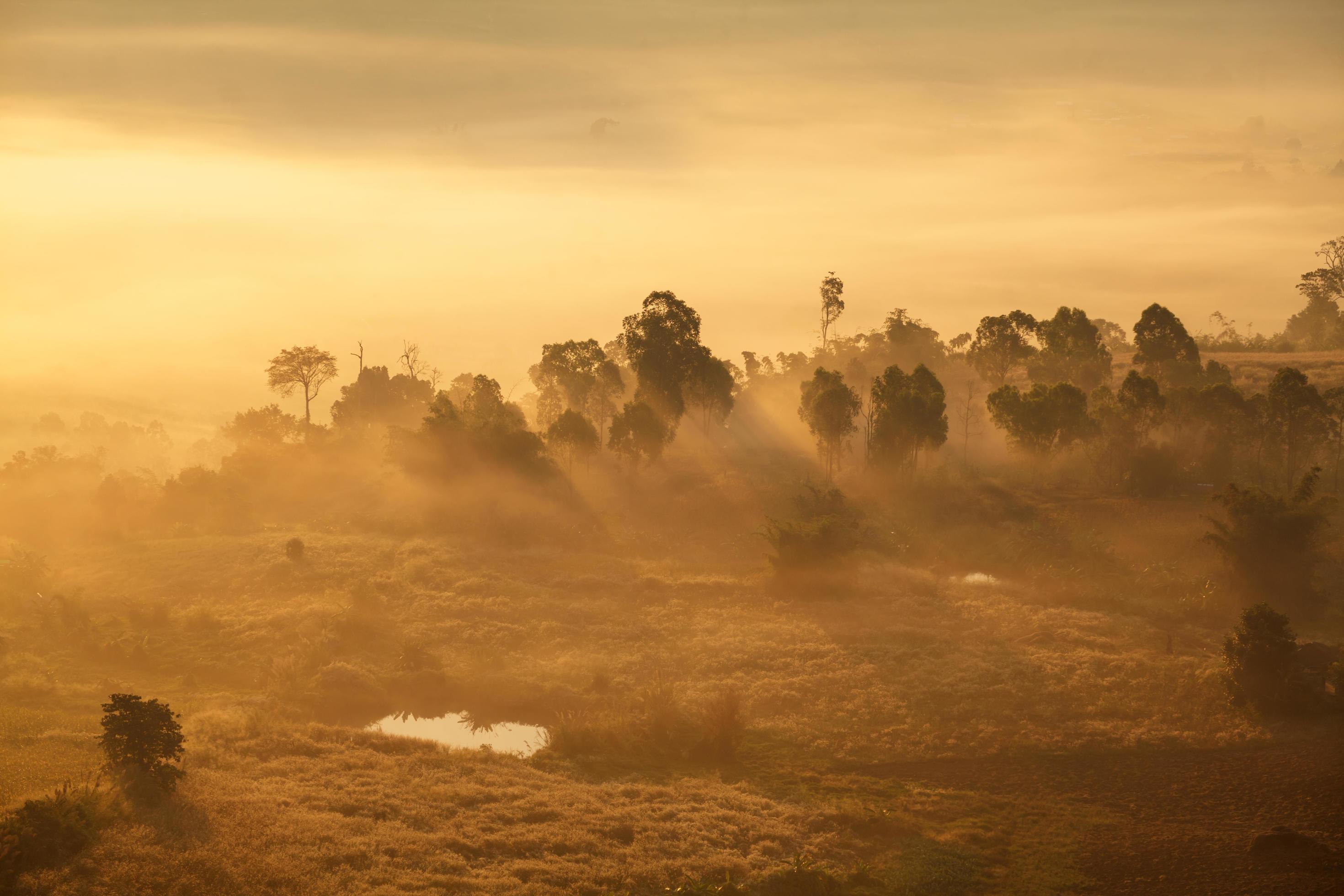 misty morning sunrise in forest at Khao Takhian Ngo View Point at Khao-kho Phetchabun,Thailand Stock Free