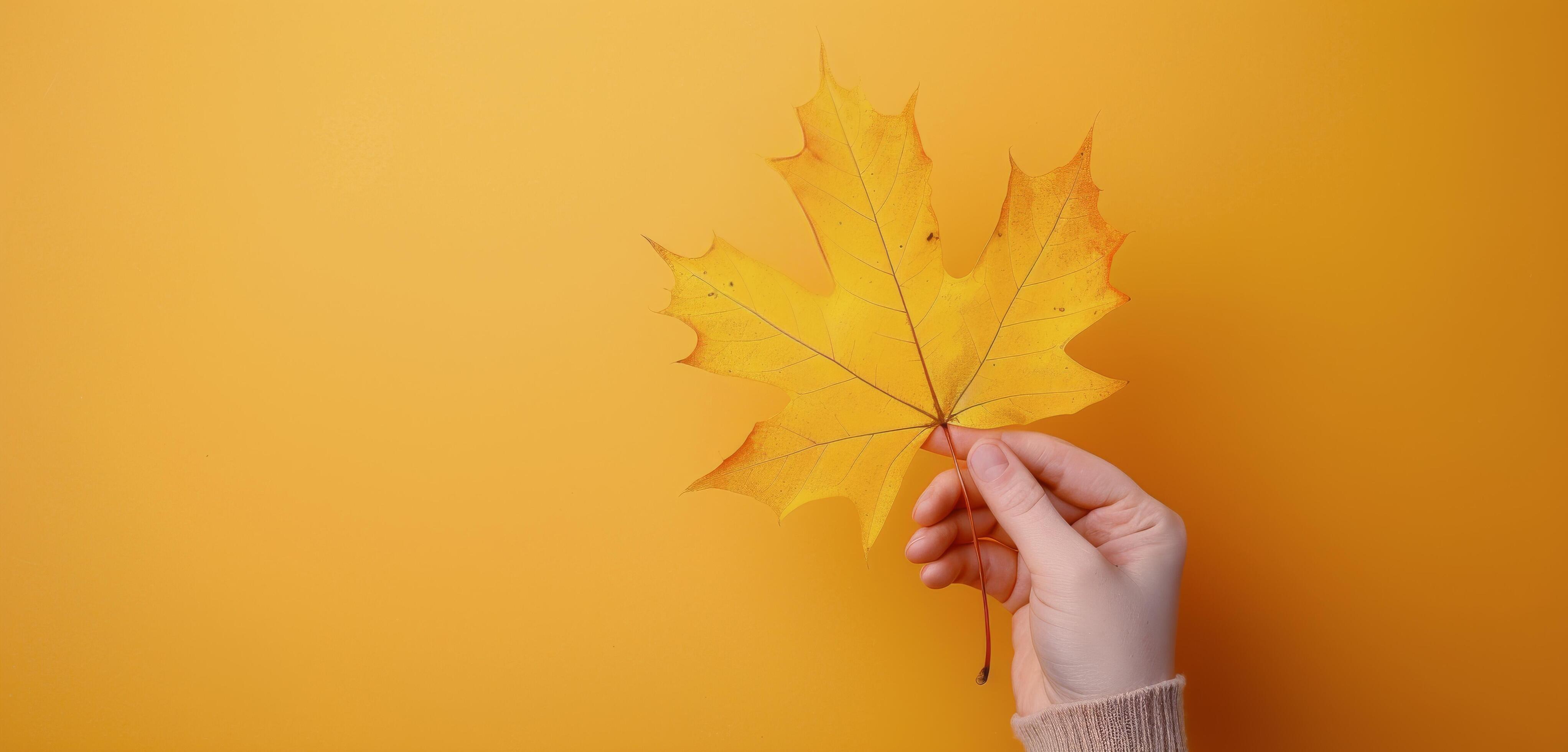 Bright Yellow Maple Leaf Held Against Vibrant Yellow Background Stock Free