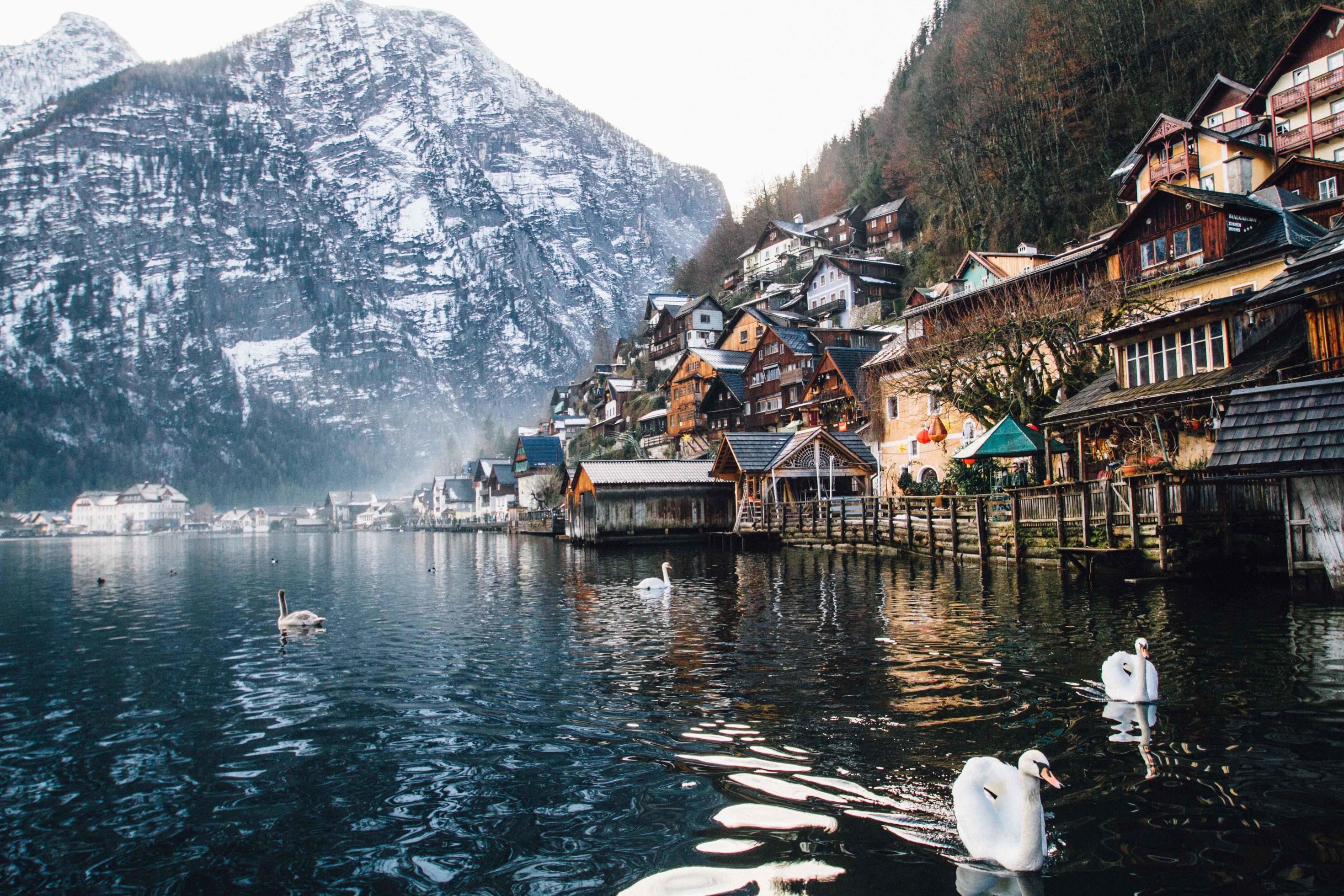 Swans and village near water Stock Free