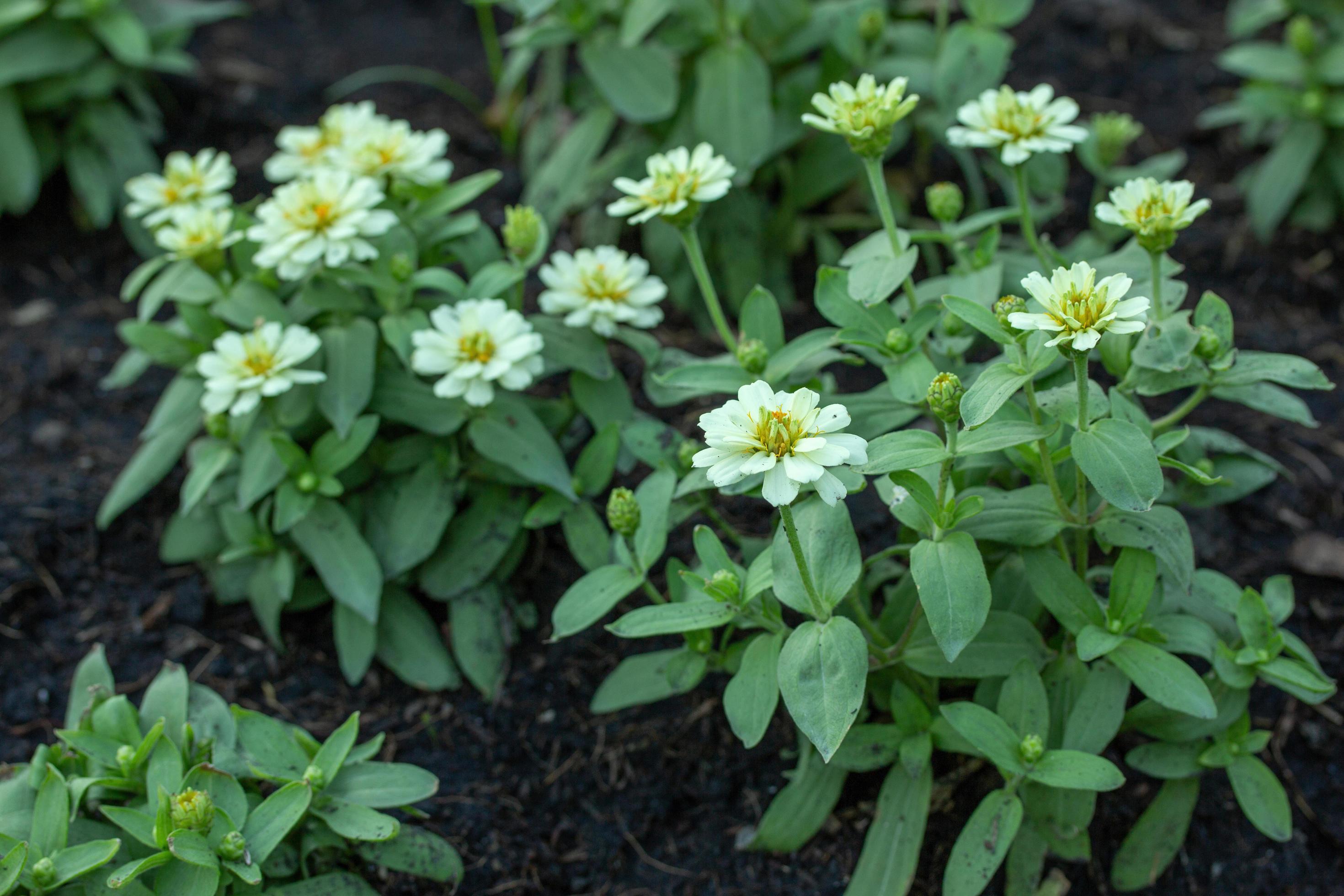 Zinnia Flowers Blooming in the Garden Stock Free