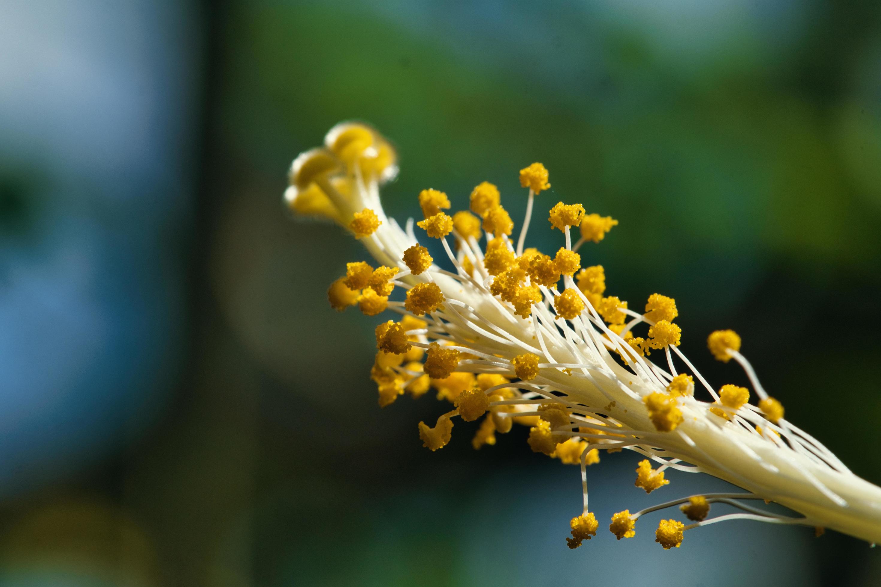 hibiscus flower pollen Stock Free