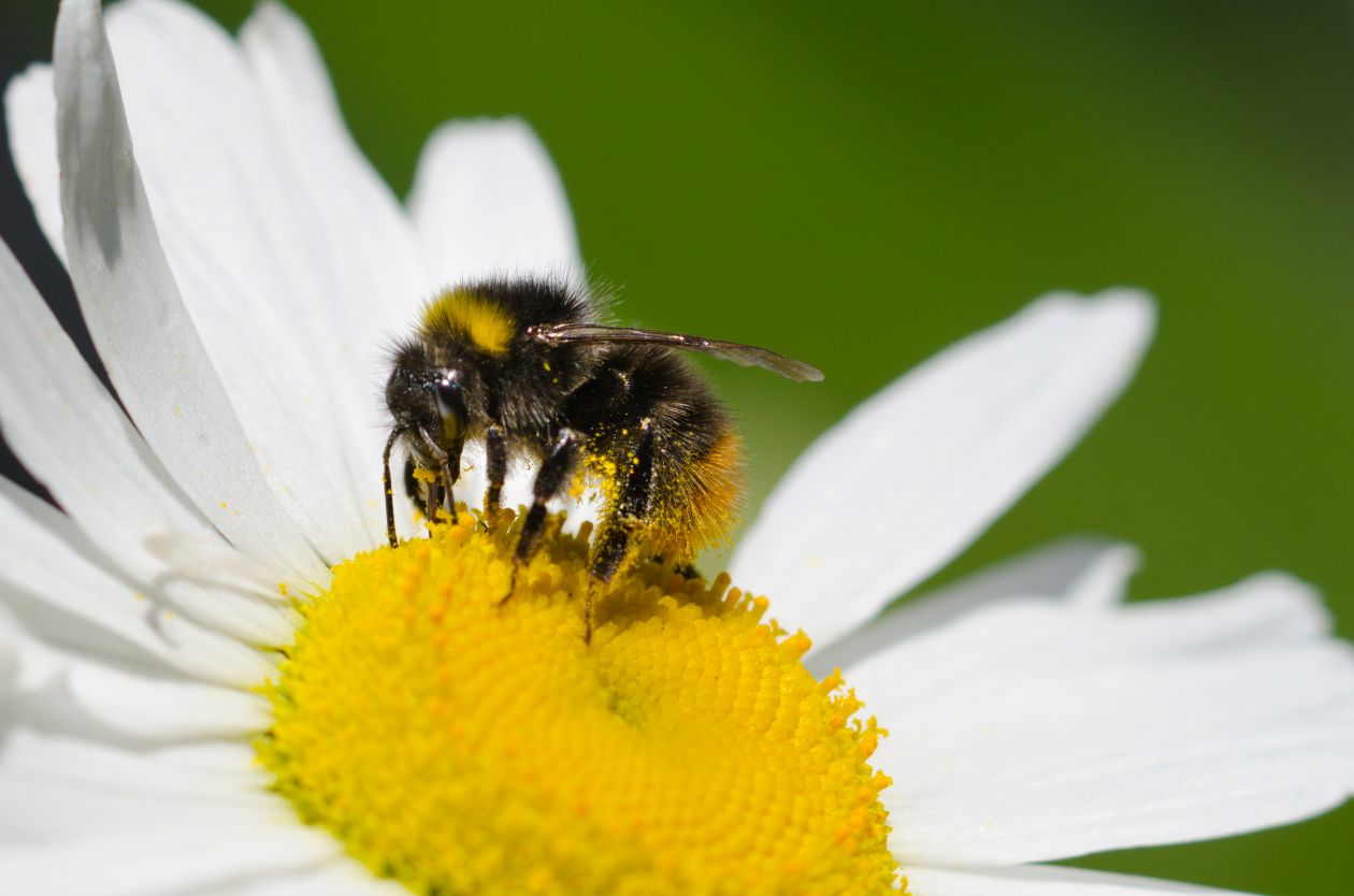 Bumblebee on a flower Stock Free