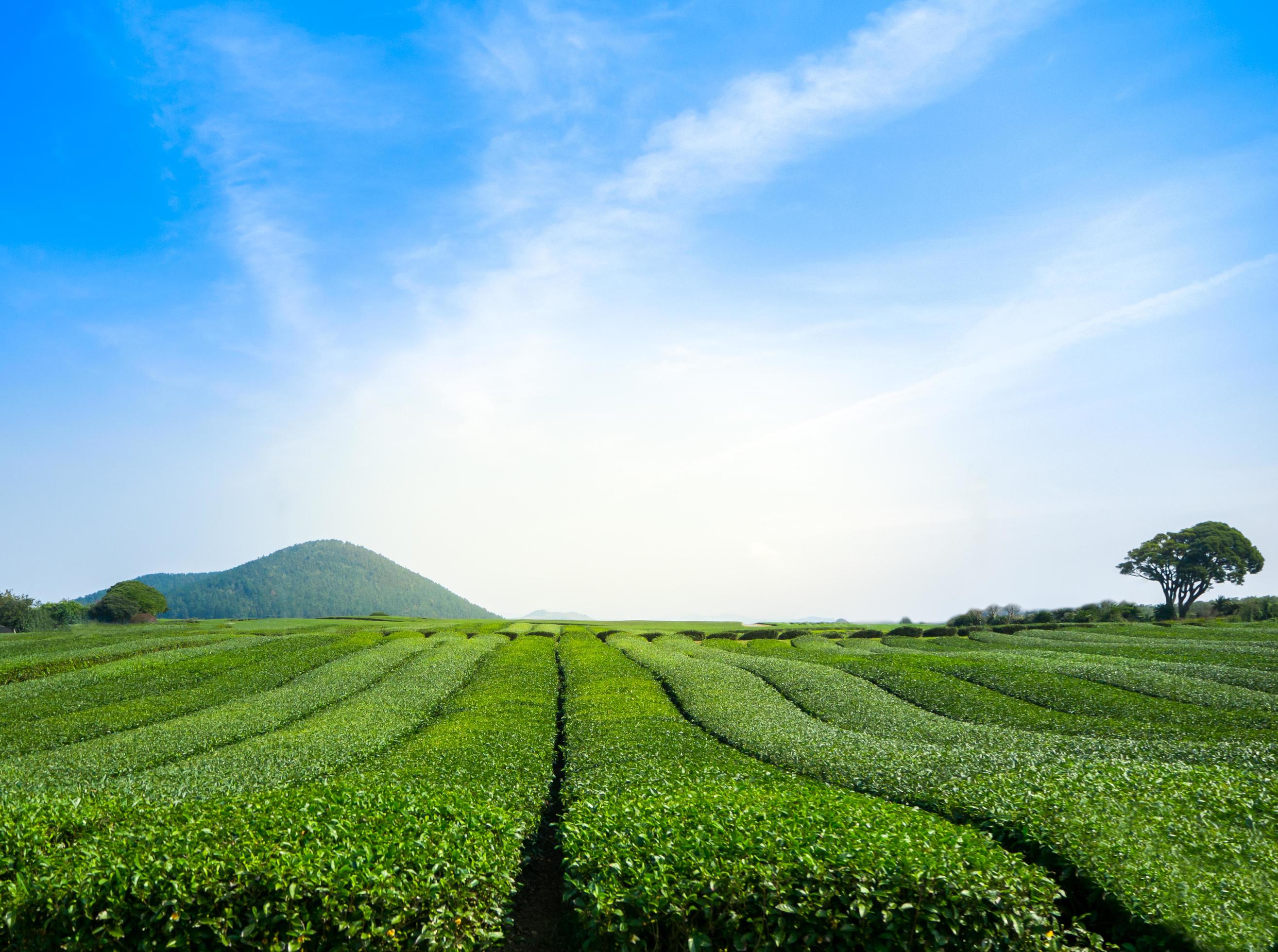 Beautiful view of green tea field with sky at Jeju, South Korea Stock Free