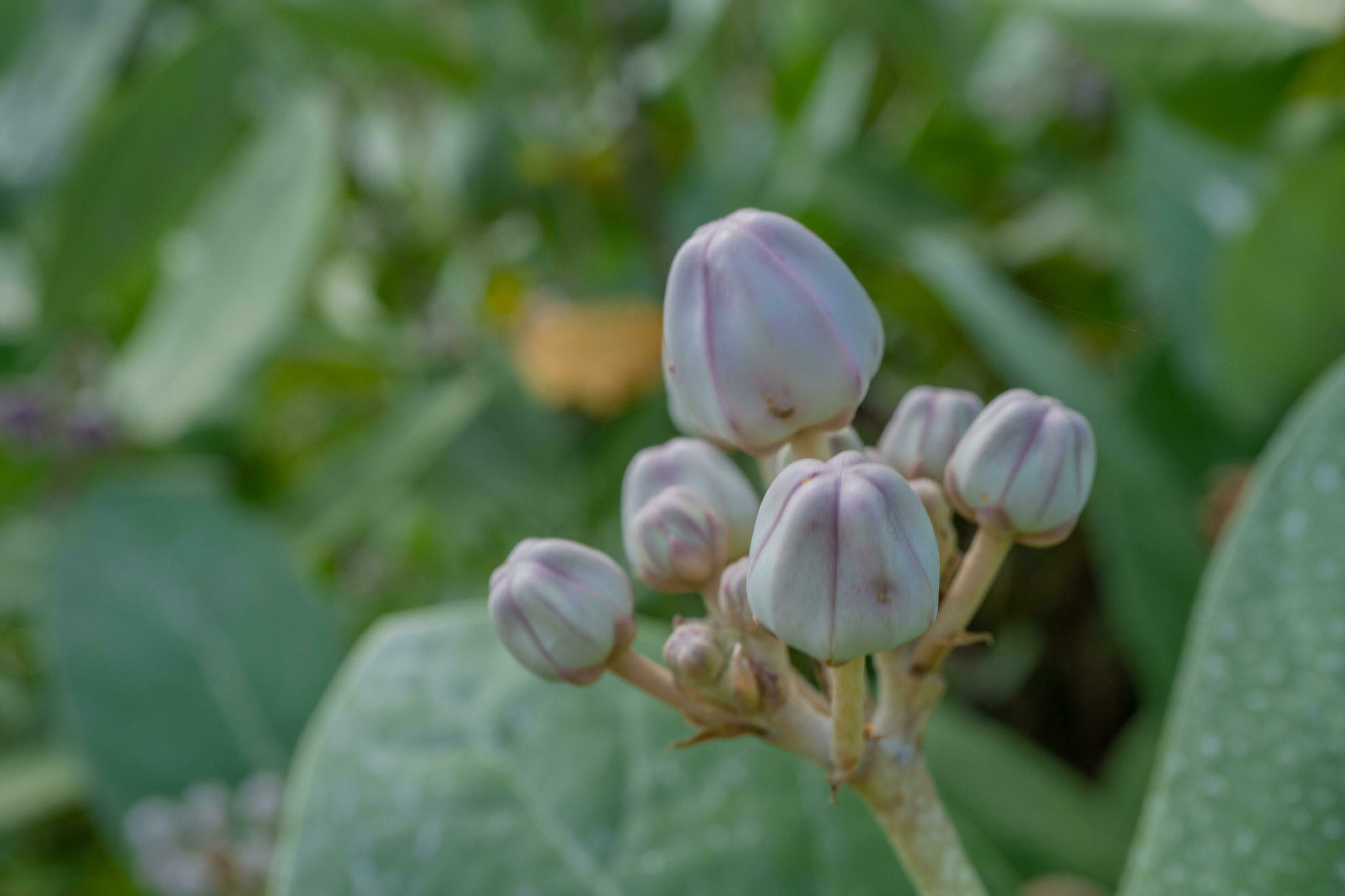 Purple and violet flower buds when is blossom at the spring time. The photo is suitable to use for botanical flower content media and nature background. Stock Free