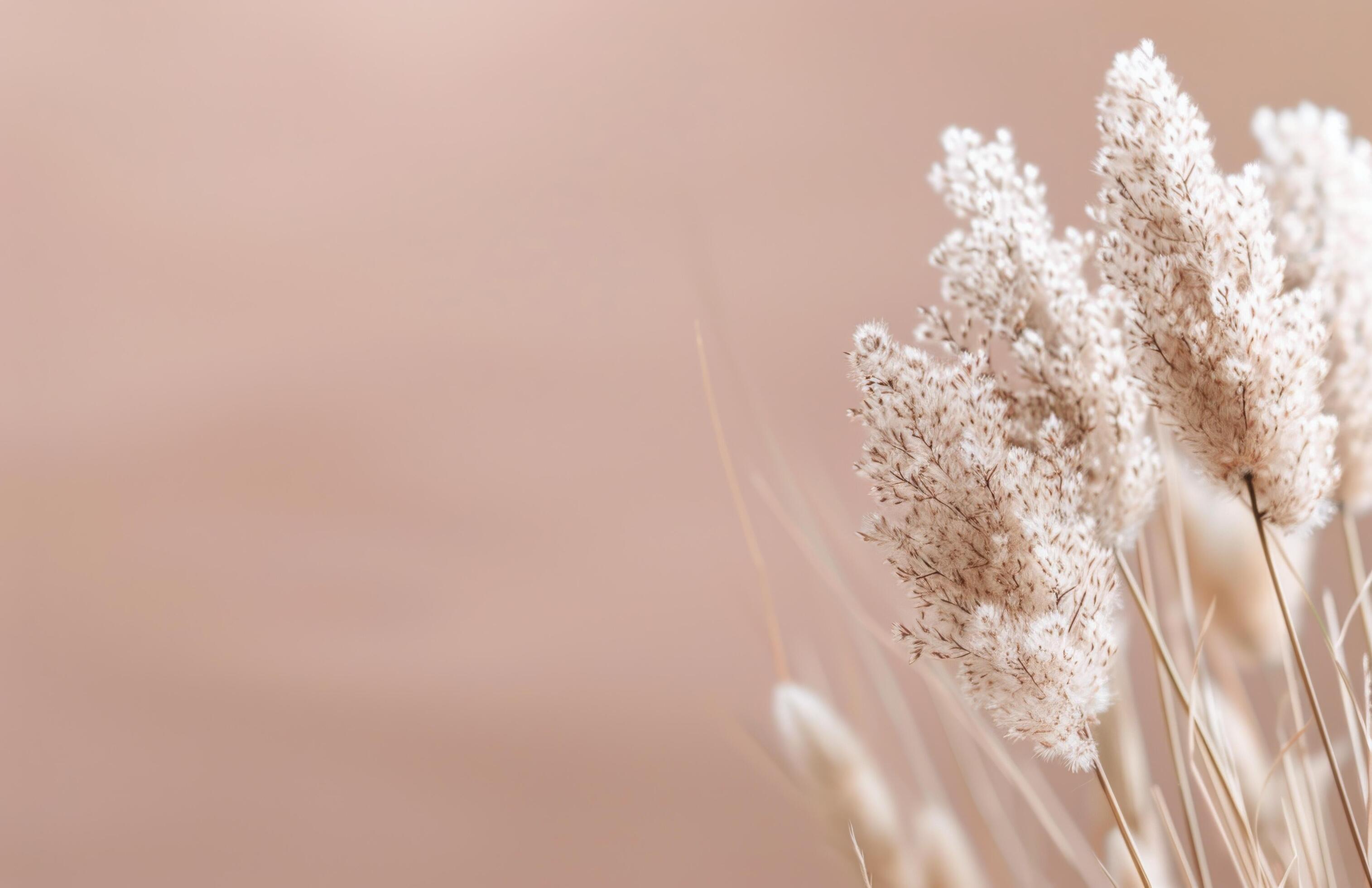 Fluffy White Grass Against A Peach Background Stock Free