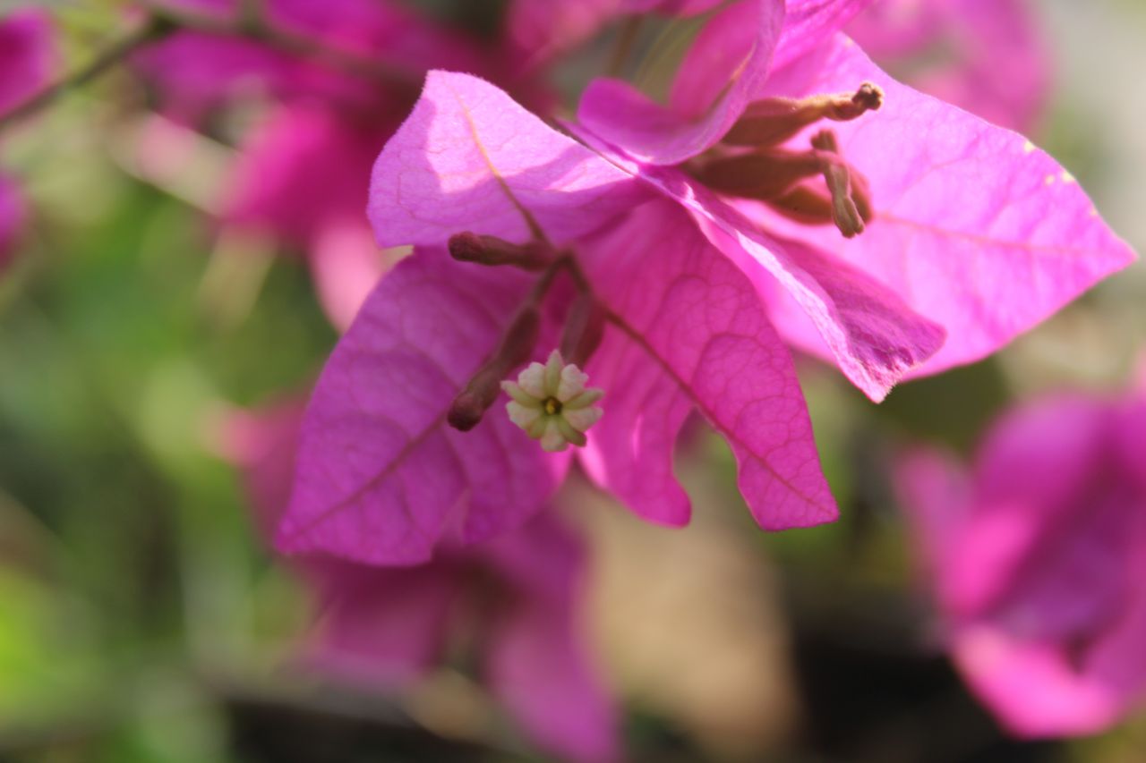 Pink Leaves Closeup Stock Free