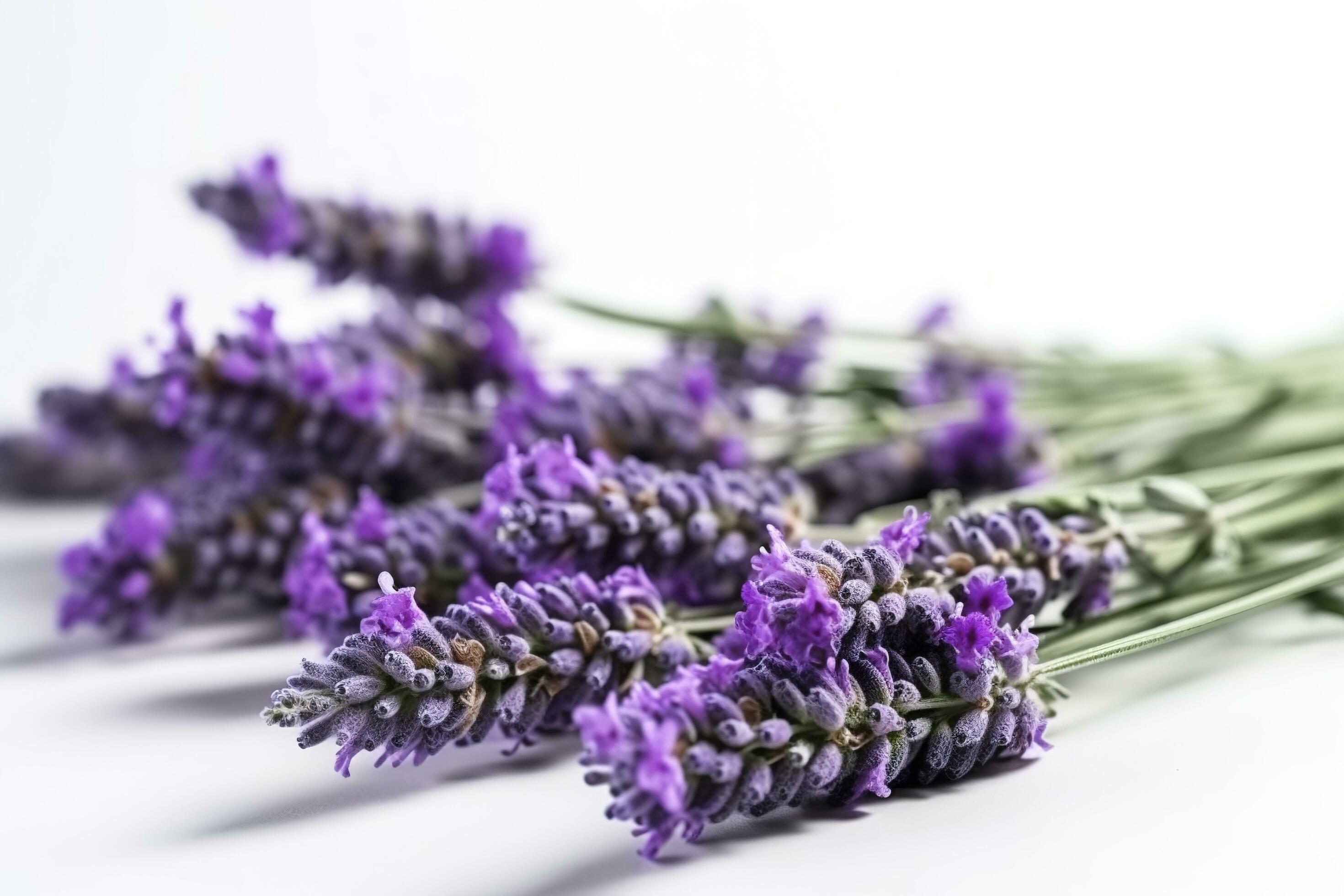 Beautiful lavender flowers on white background, generate ai Stock Free