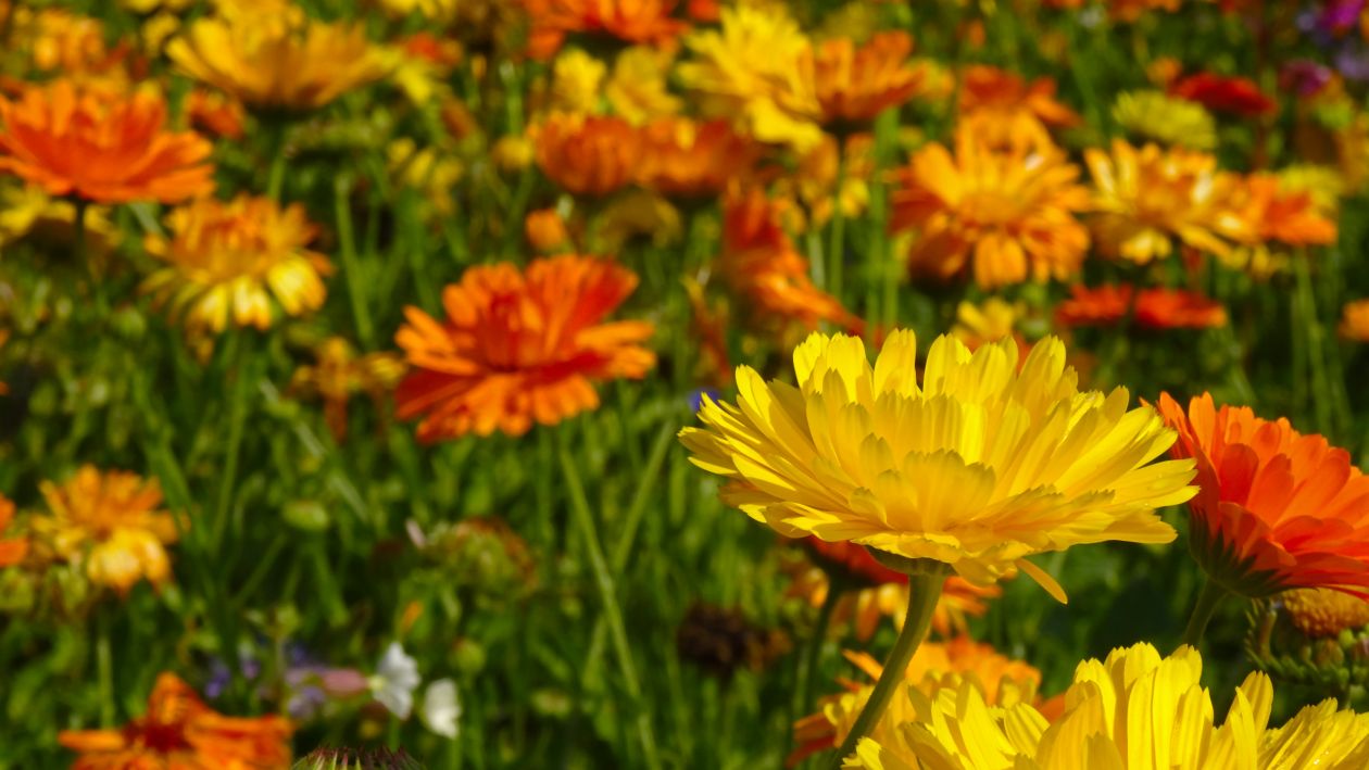 Field of flowers Stock Free