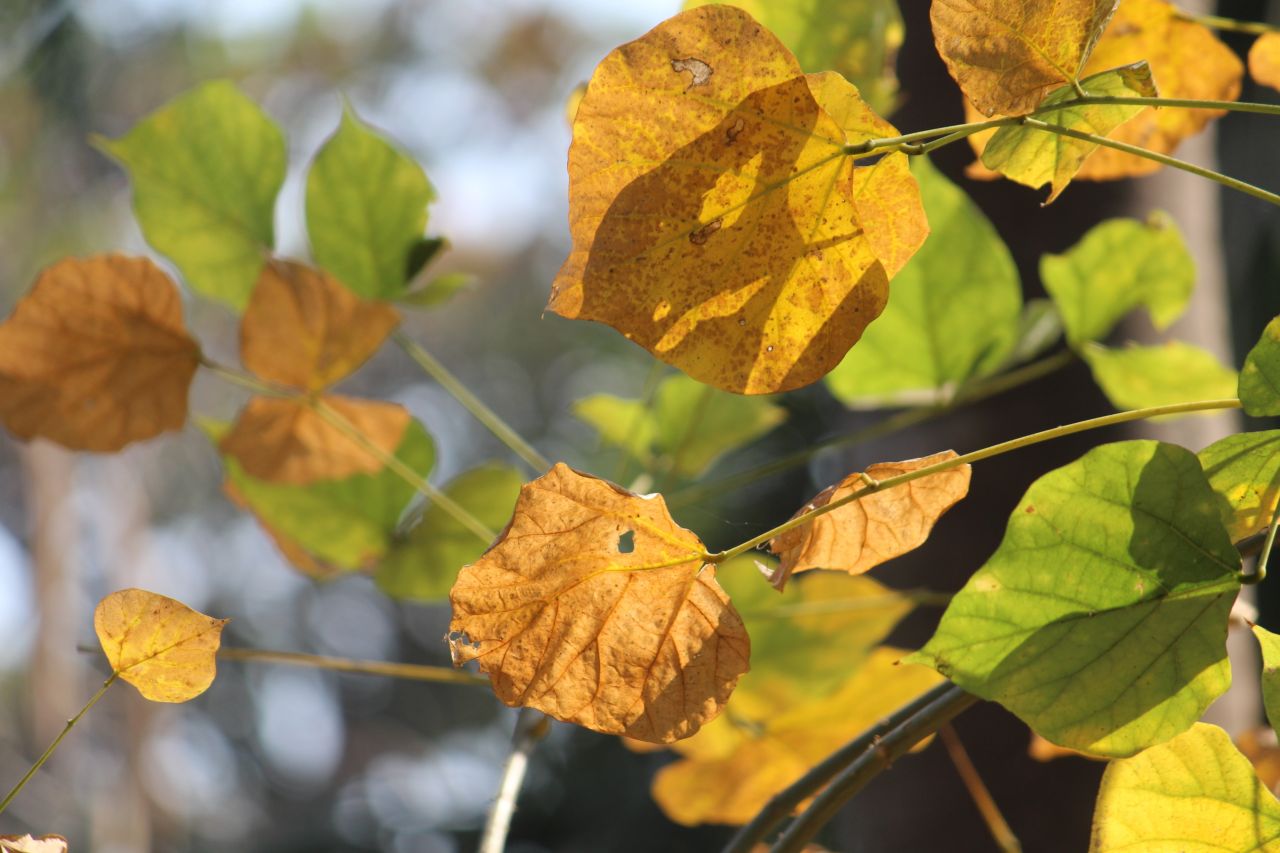 Autumn Leaves Brown Golden Stock Free