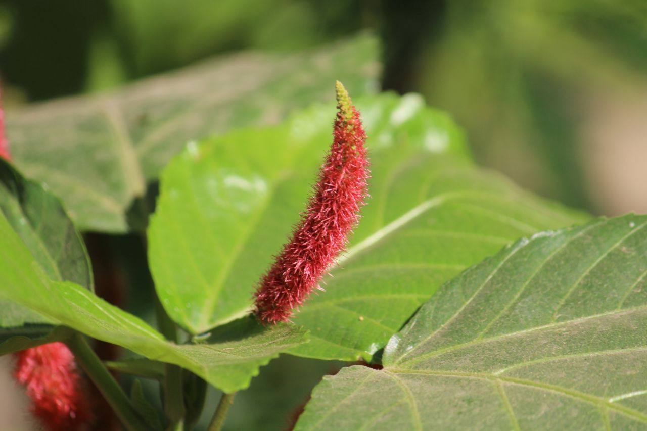 Unique Leaf Flower Stock Free