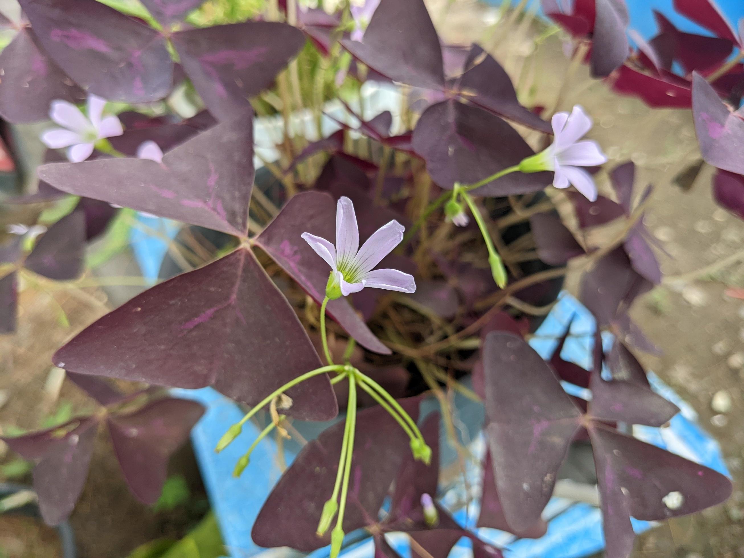 Close up photo of purple flower with violet leaf. The photo is suitable to use for decorative flower background and nature content media. Stock Free