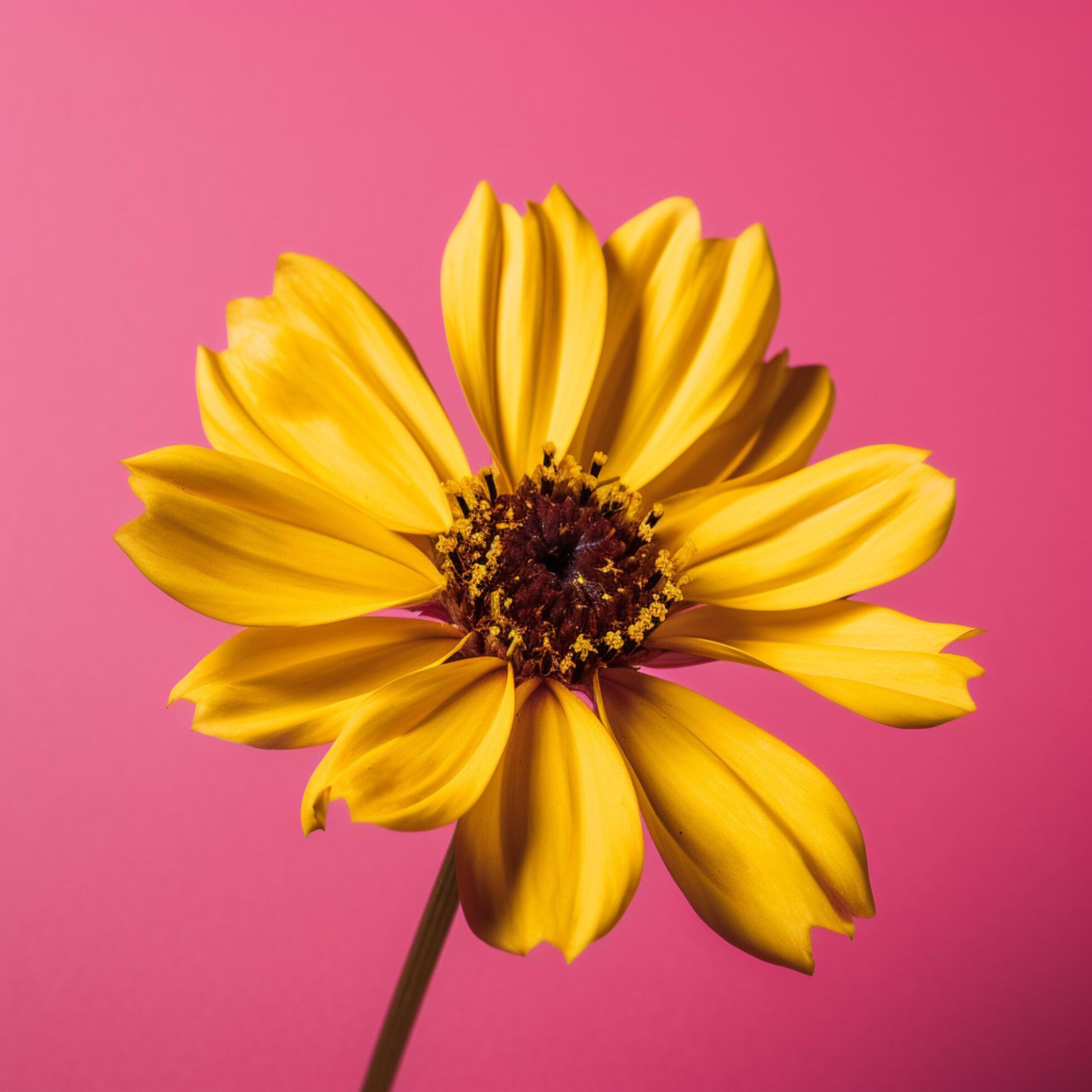 A yellow flower with a background Stock Free