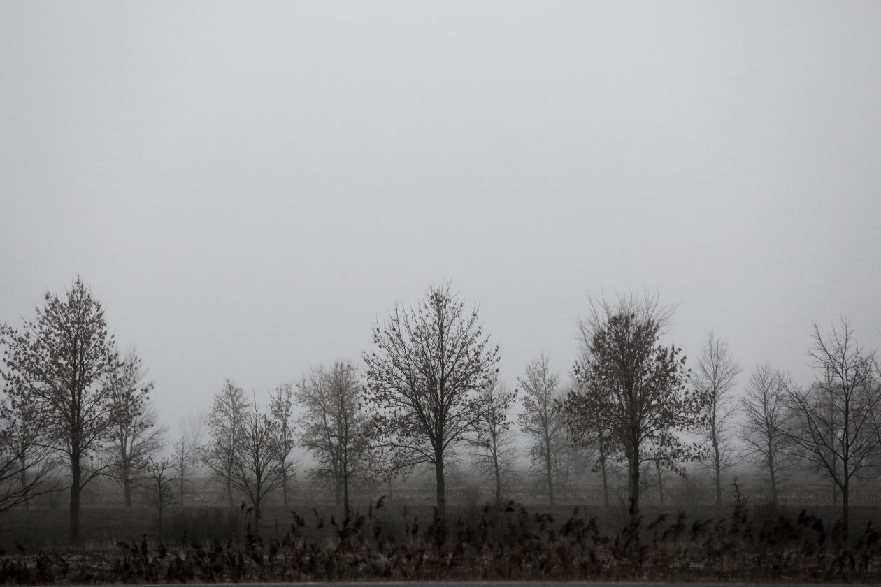 Trees In The Mist Stock Free