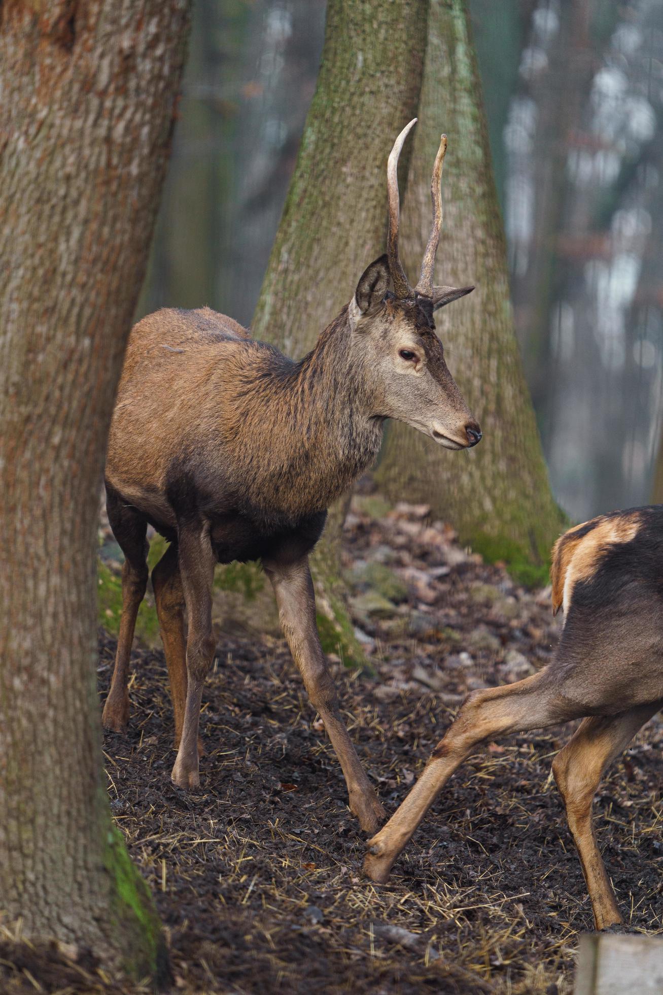 Red deer in forest Stock Free