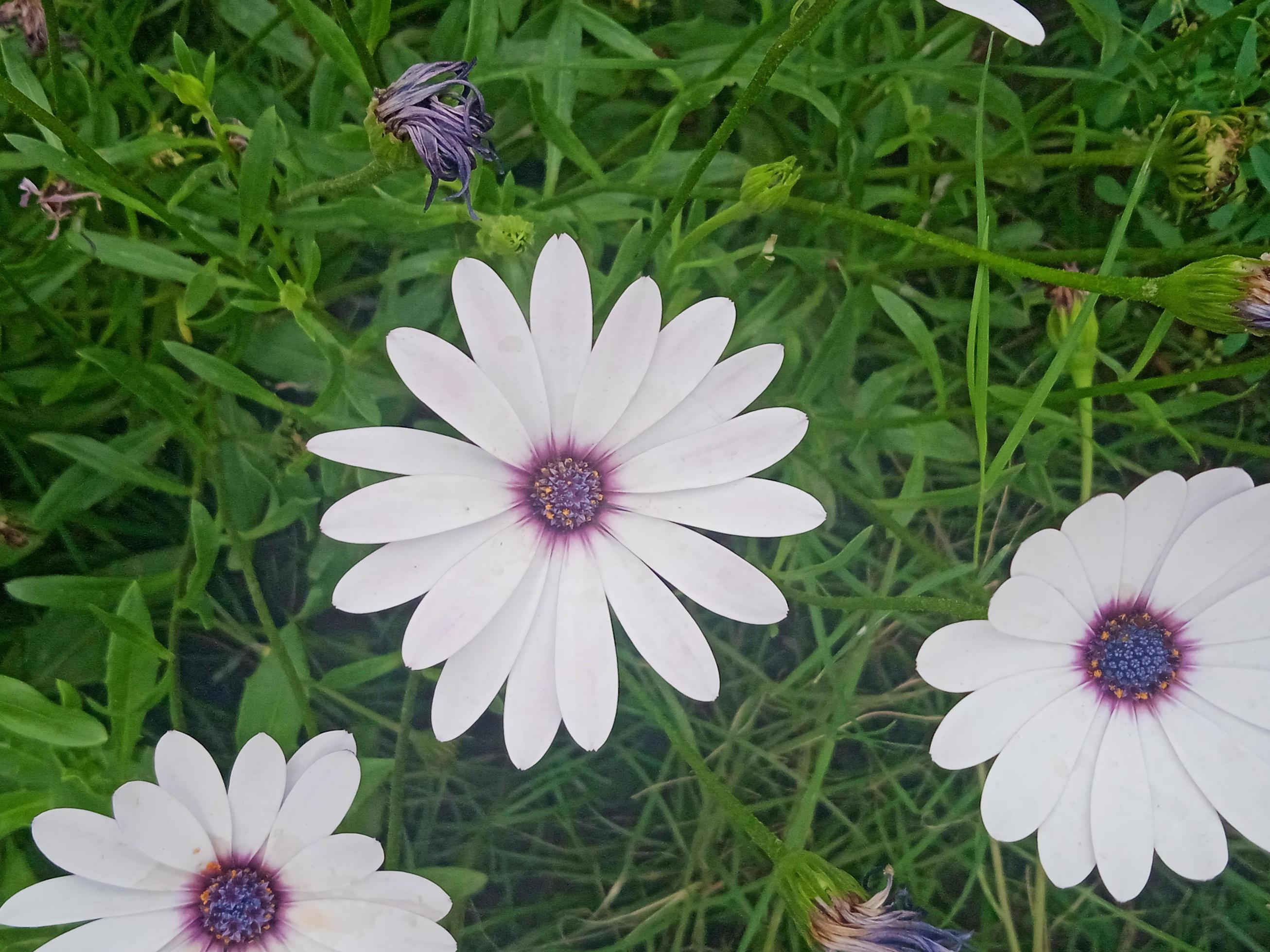 white and purple daisy flower Stock Free