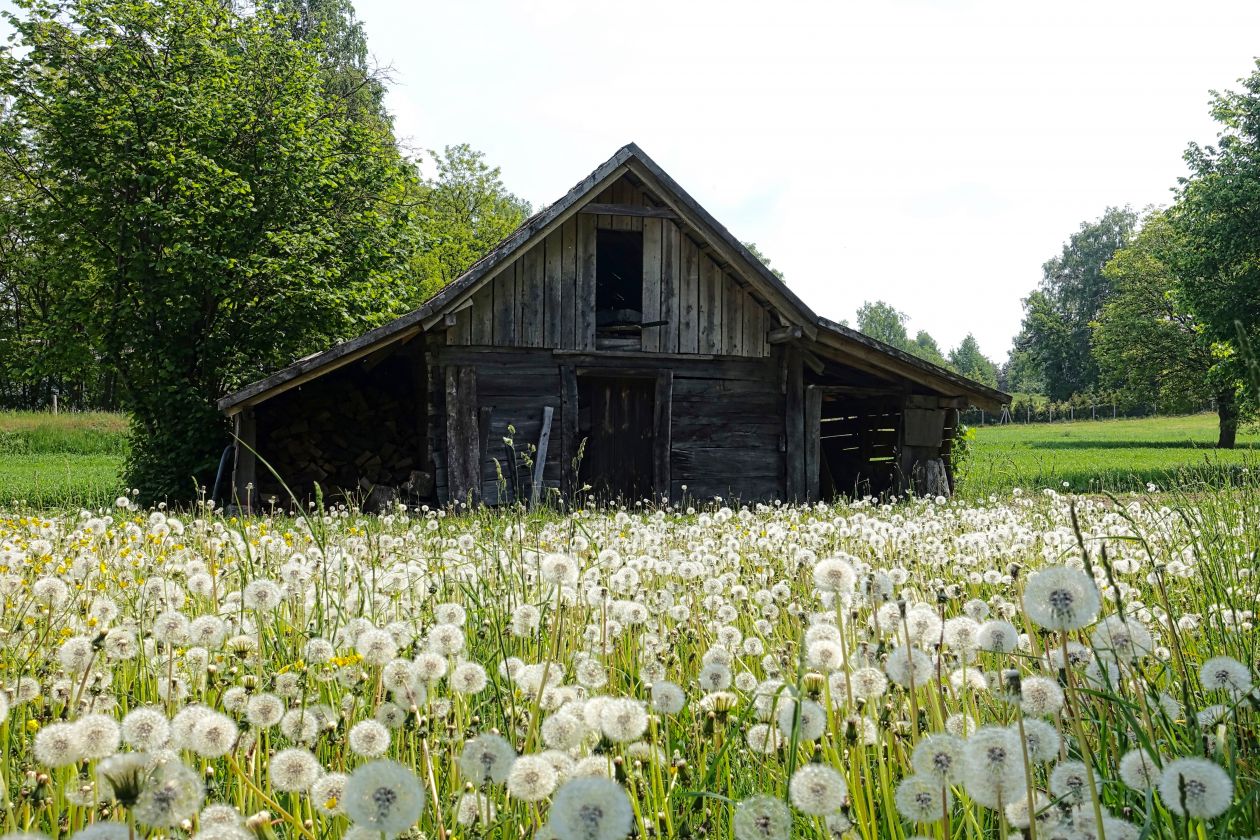 Barn Stock Free