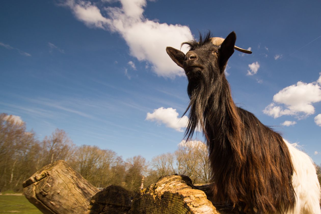 Goat on the watch Stock Free