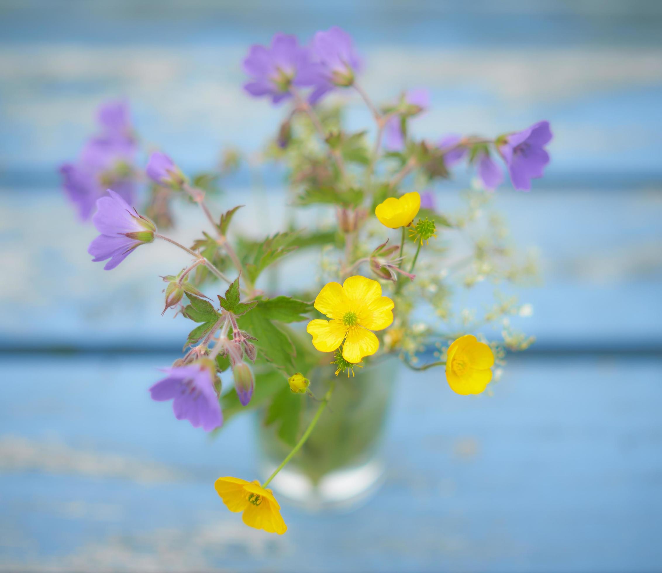 Yellow and purple flowers Stock Free