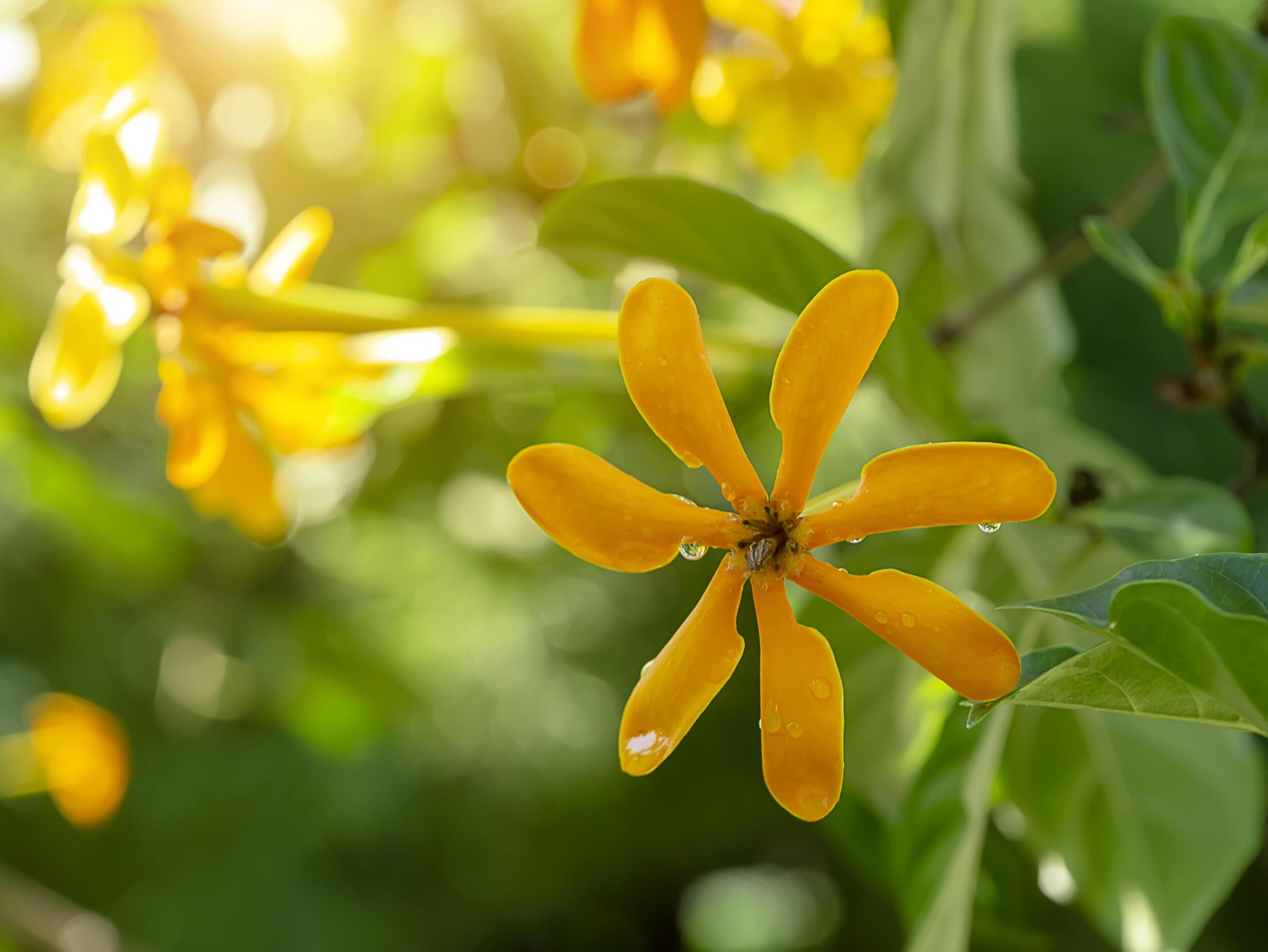 Gardenia carinata Wallich flower Stock Free