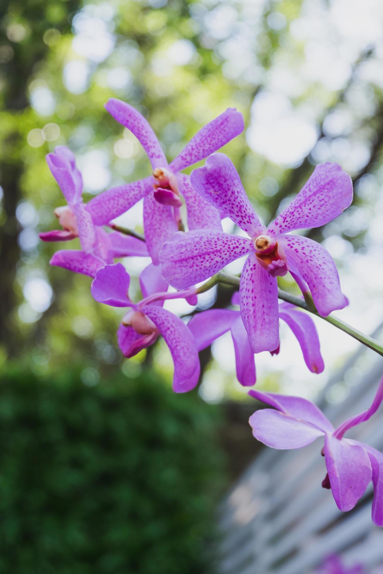 Orchid flower in tropical garden.Selective focus. Stock Free