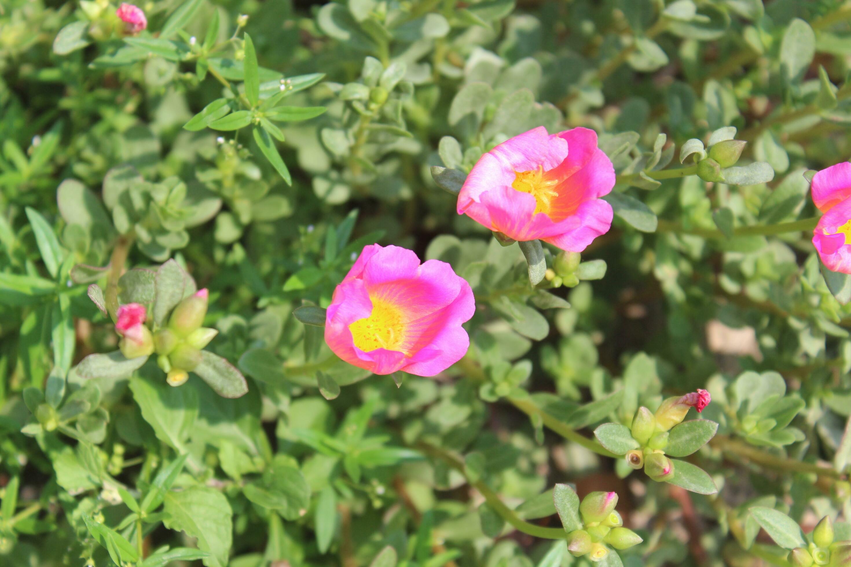 Portulaca oleracea common purslane, also known as verdolaga, red root, or pursley is an annual succulent in the family Portulacaceae. Stock Free