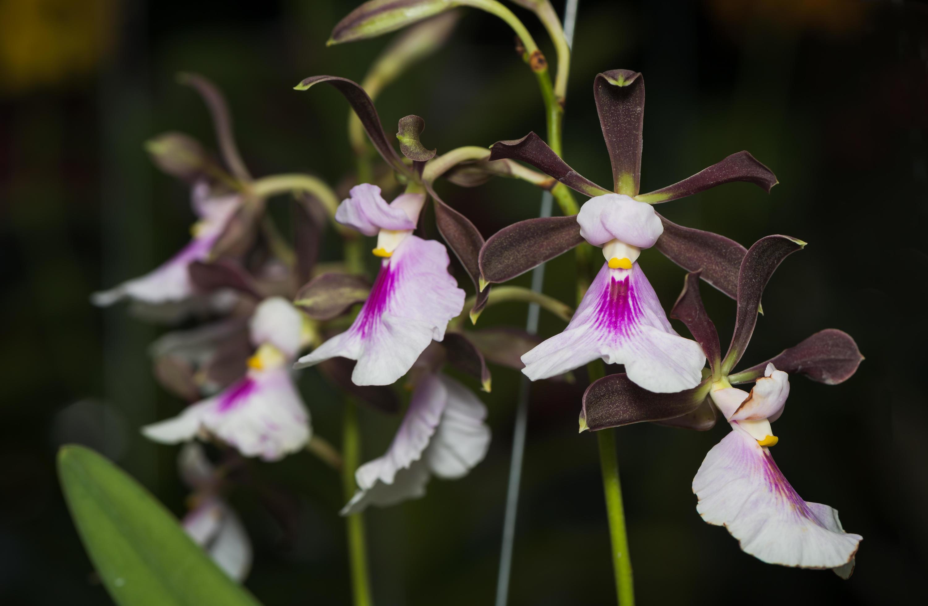 brown and light pink Oncidium orchid flower Stock Free