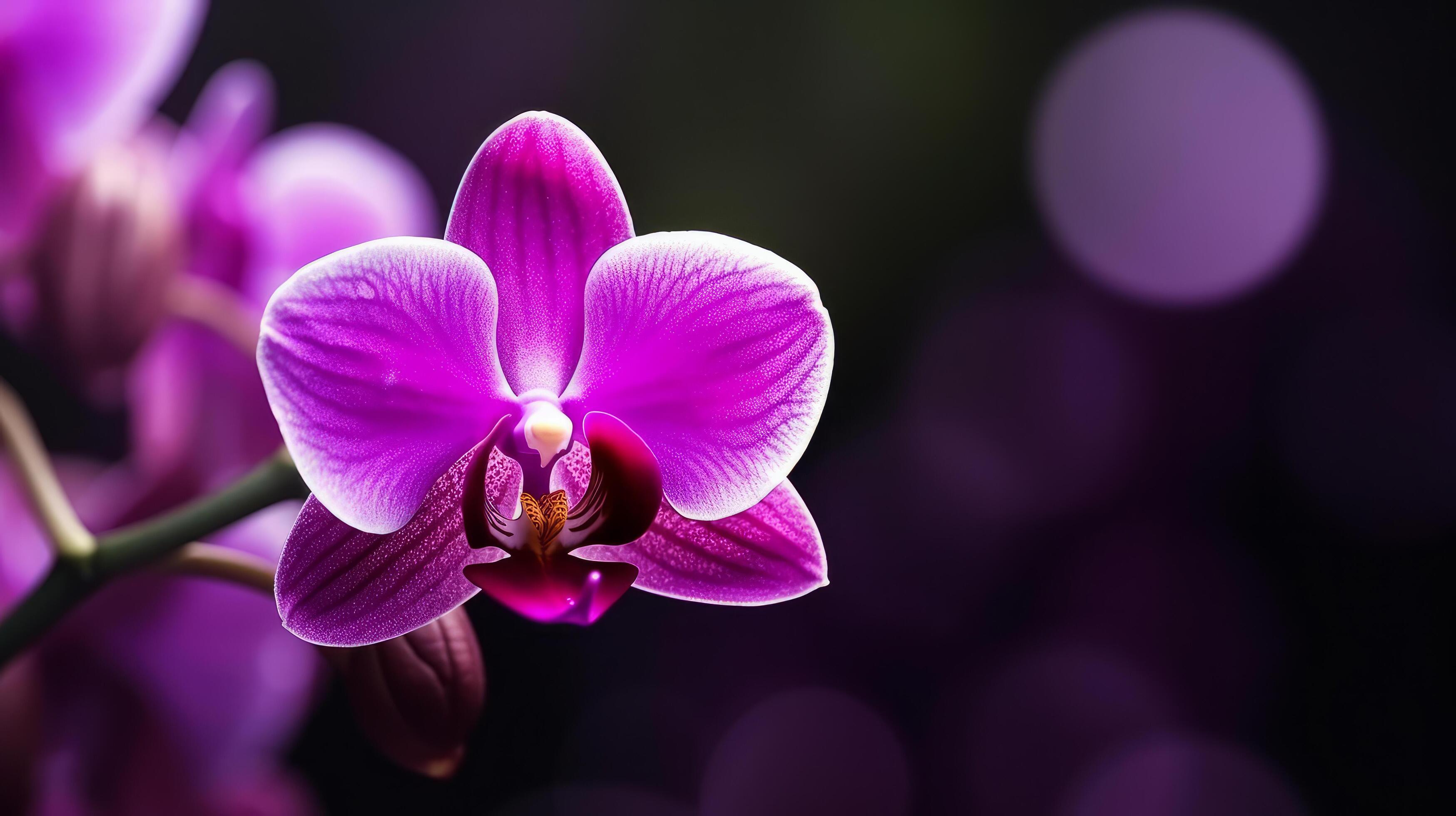 Orchid flower. Illustration Stock Free