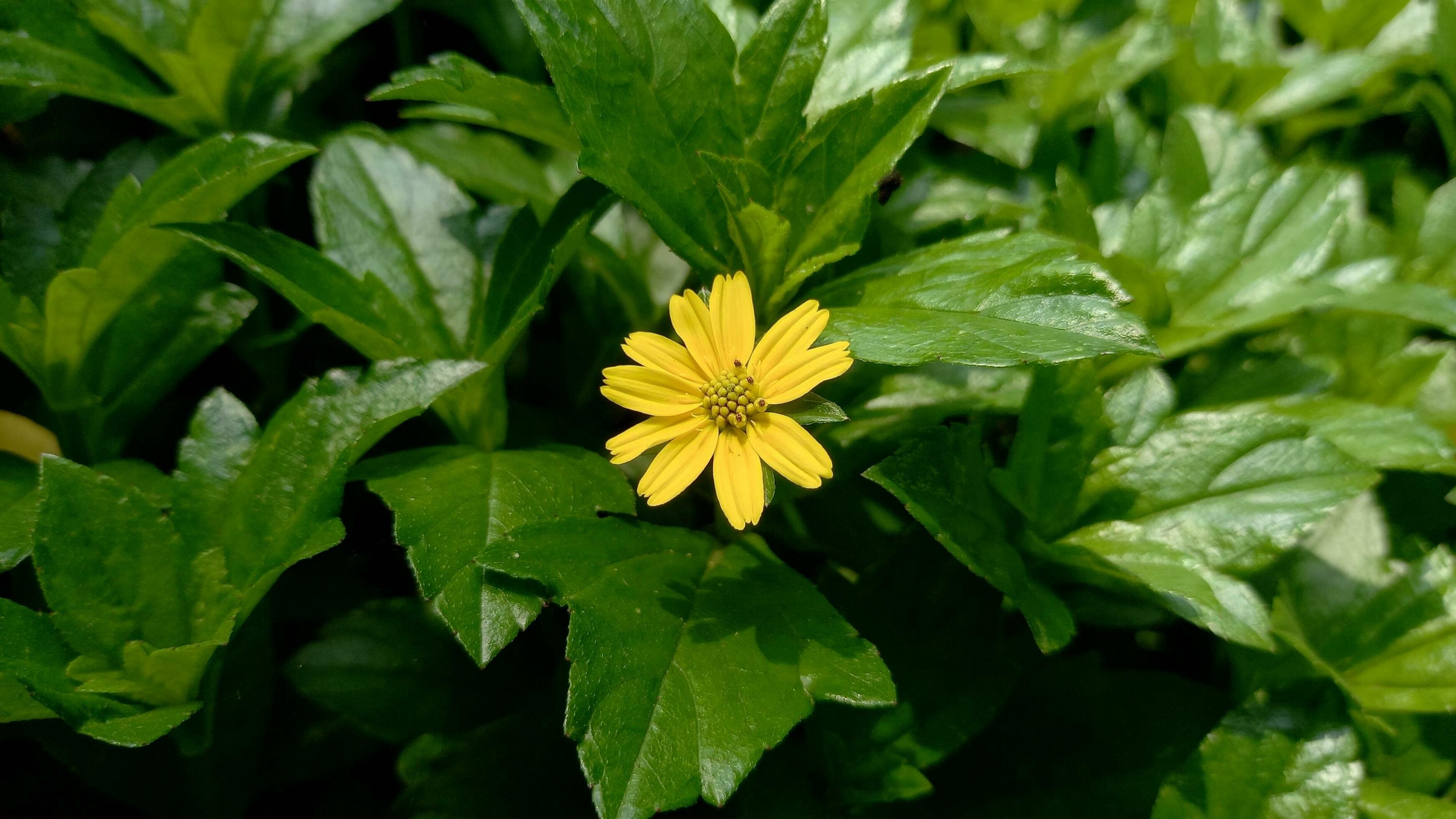 Wedelia flower ornamental plants are yellow Stock Free