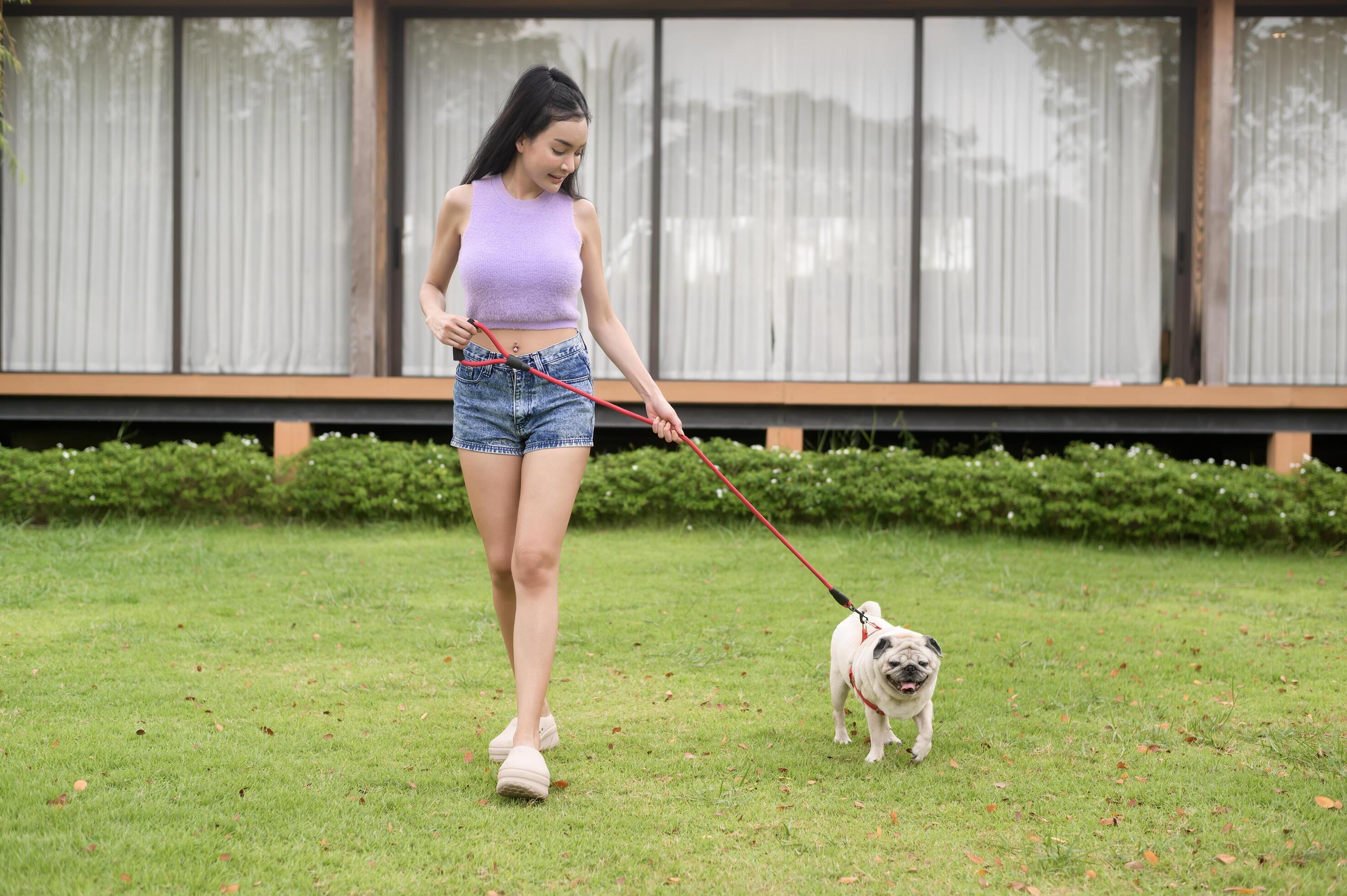 Happy asian woman playing with Cute Smart pug Puppy Dog In the Backyard Stock Free