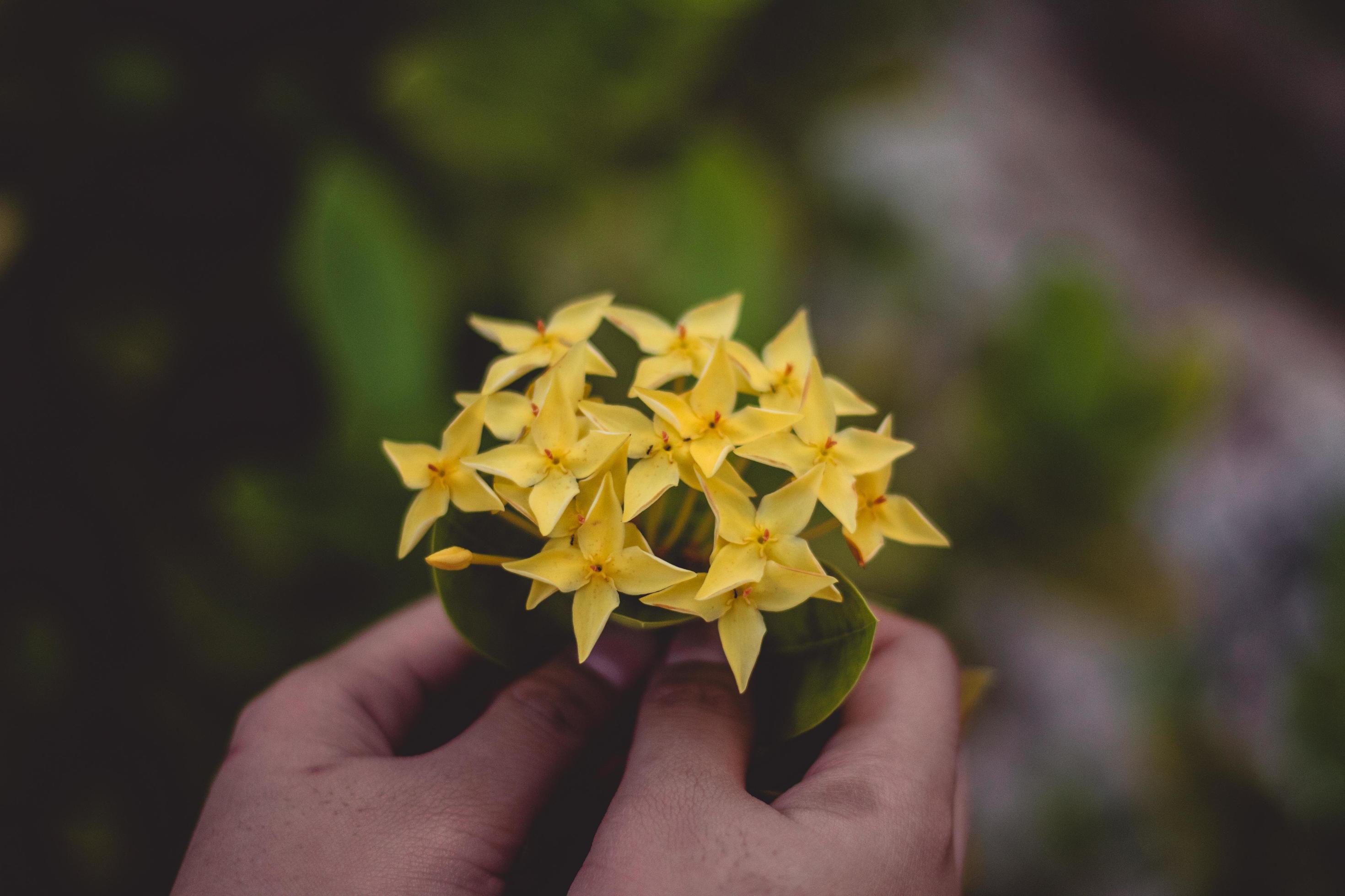 Hands holding yellow flowers Stock Free