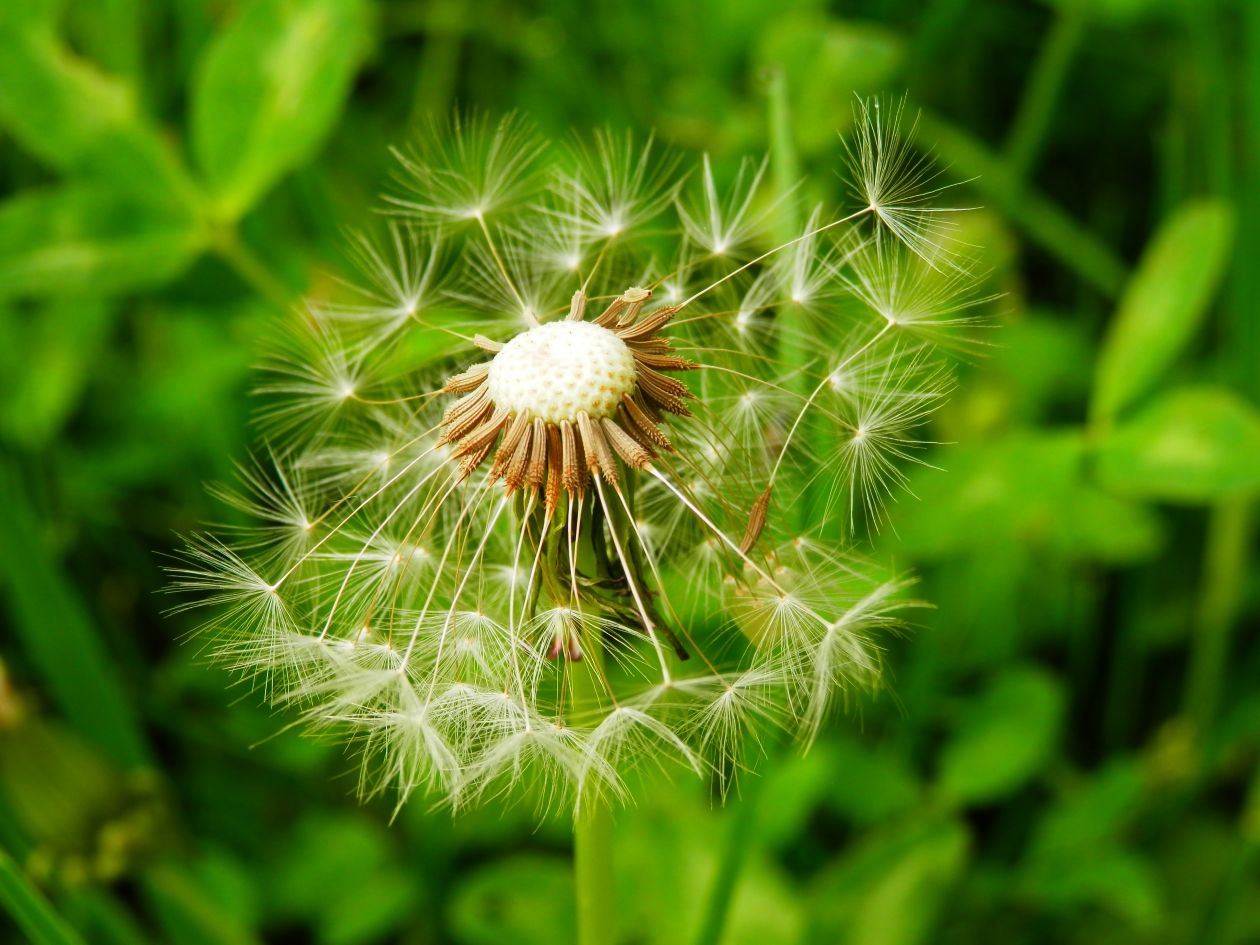 Dandelion Stock Free