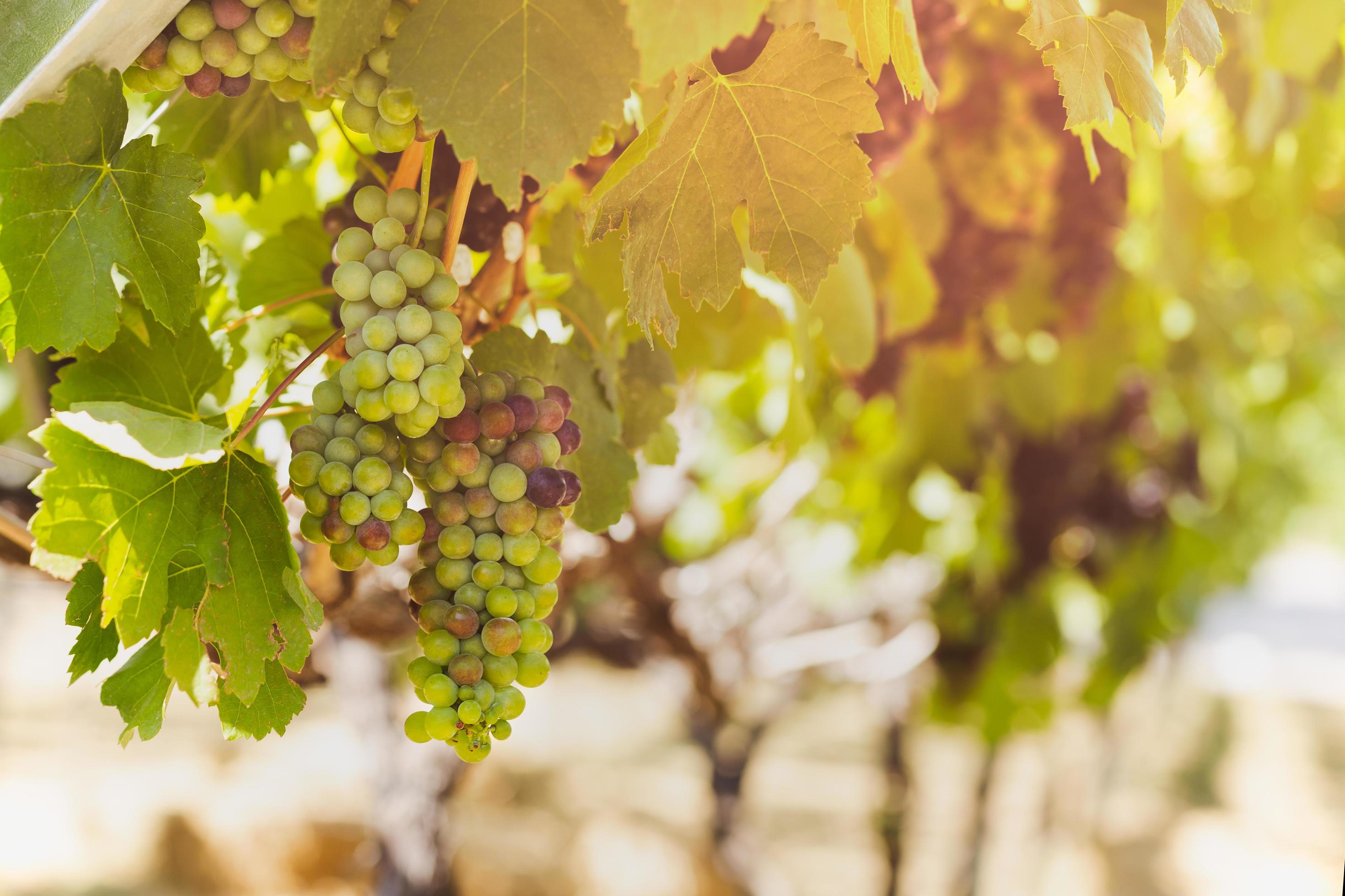 Young green grapes hang on the branches of the vine. Stock Free