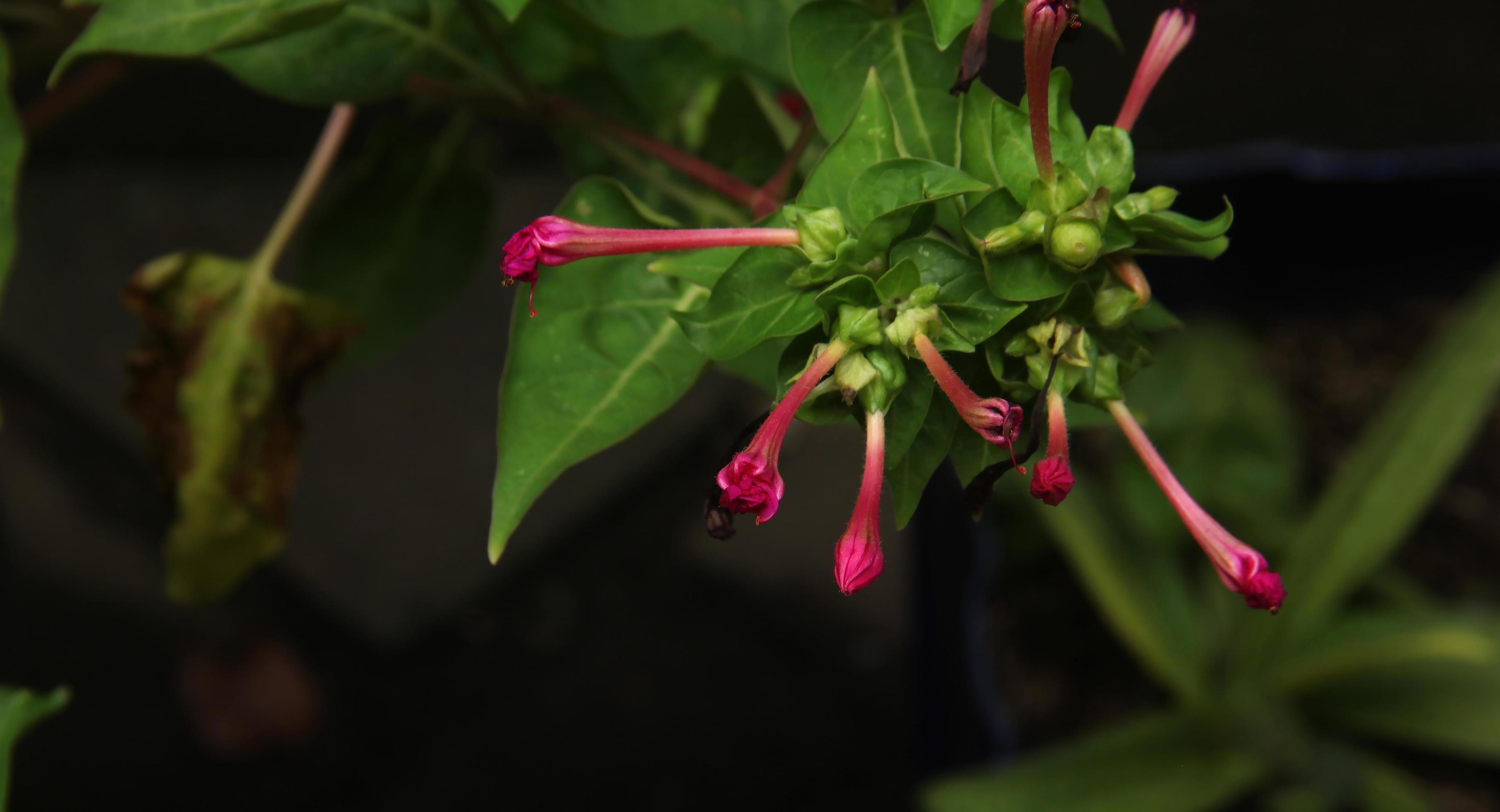 Not yet bloomed pink flower. Home gardening themed flora botanical leaves photo isolated on landscape background template. Stock Free