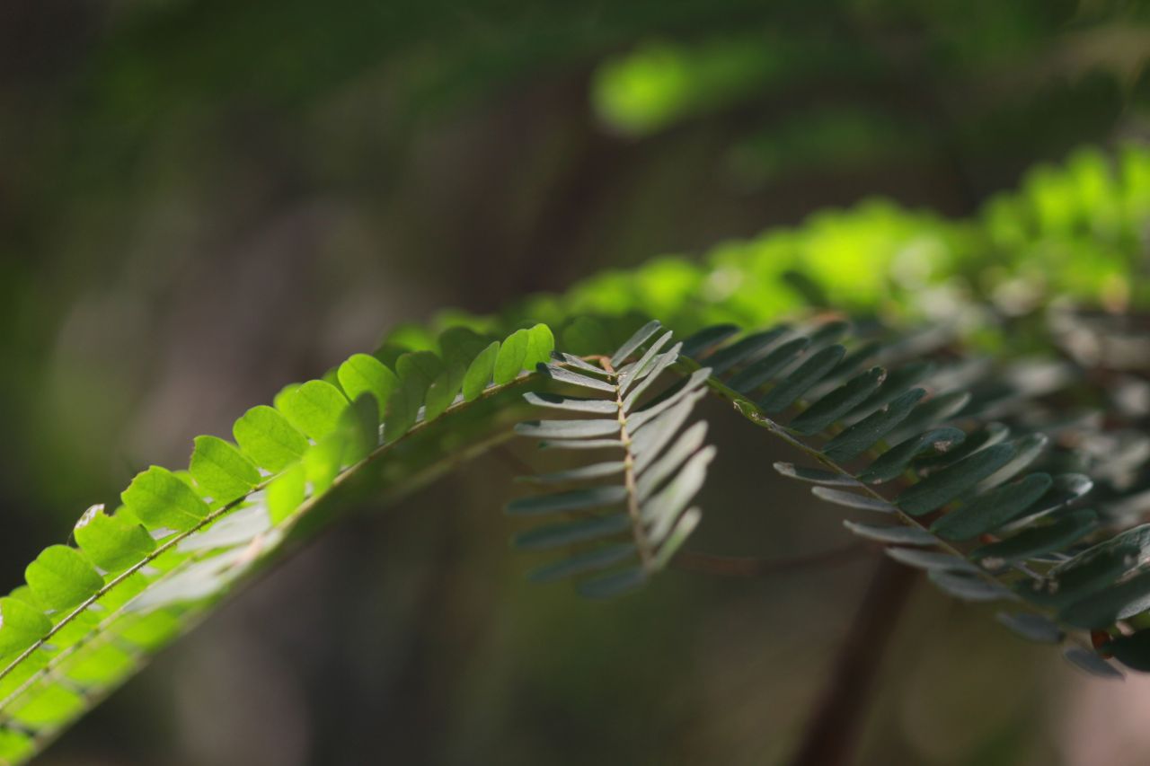 
									Weed Plant Closeup Stock Free