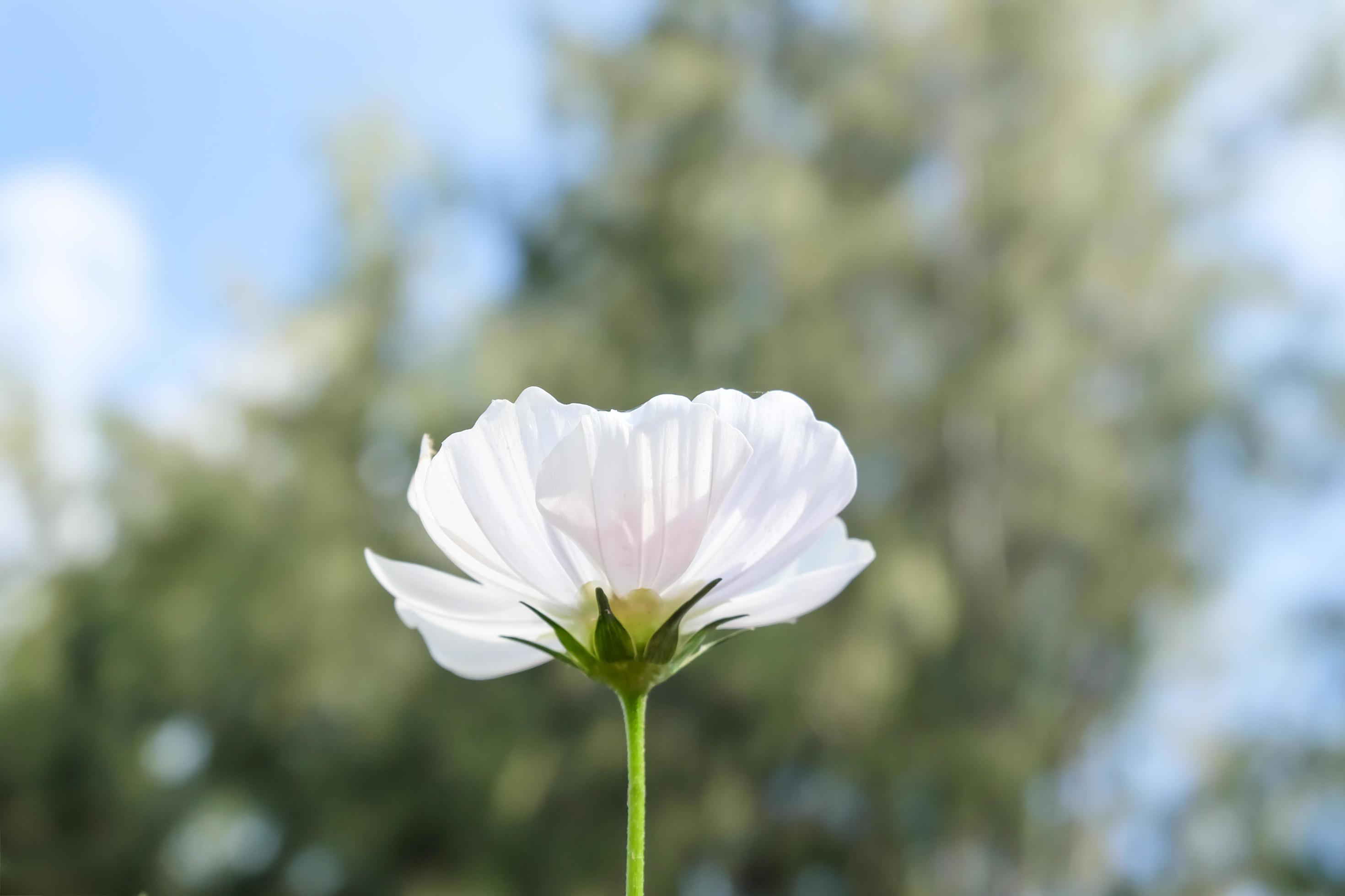 White Cosmos flower on nature sky background Stock Free