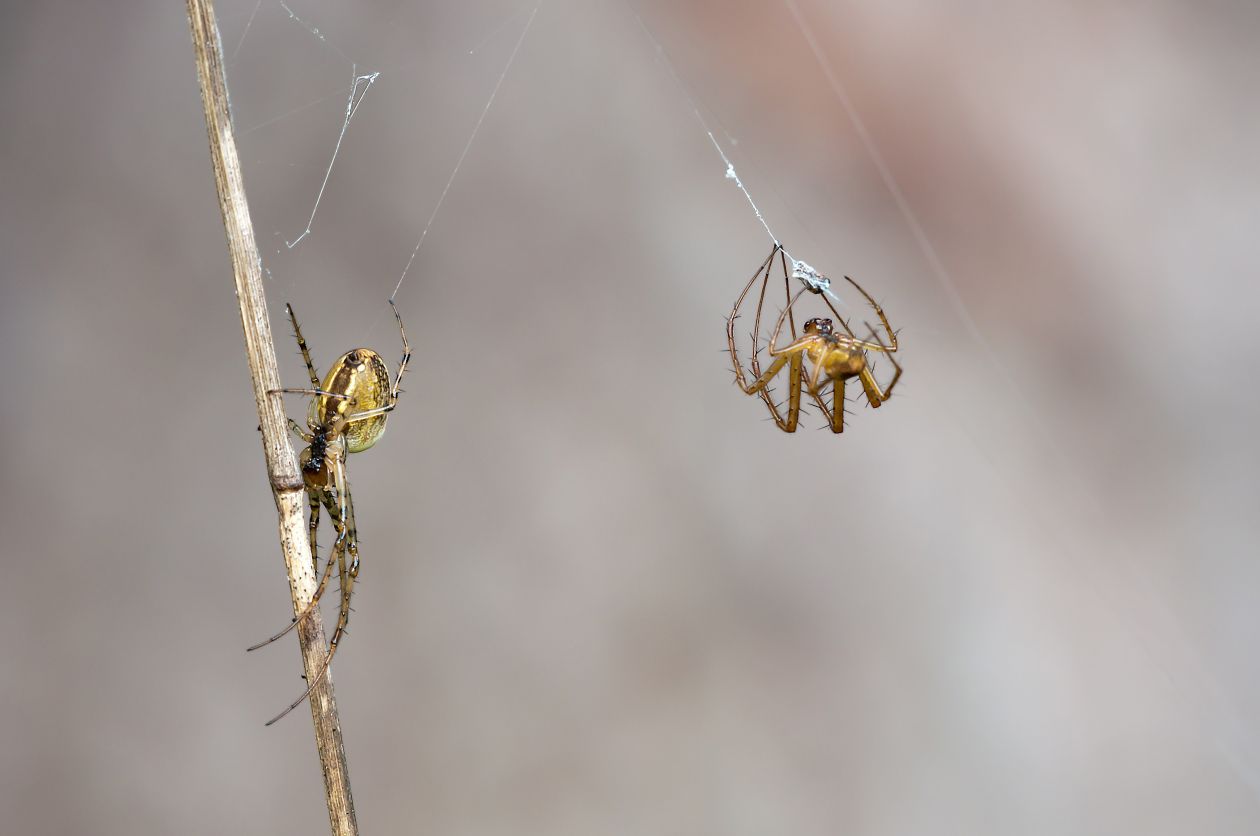 Arachnid Stock Free