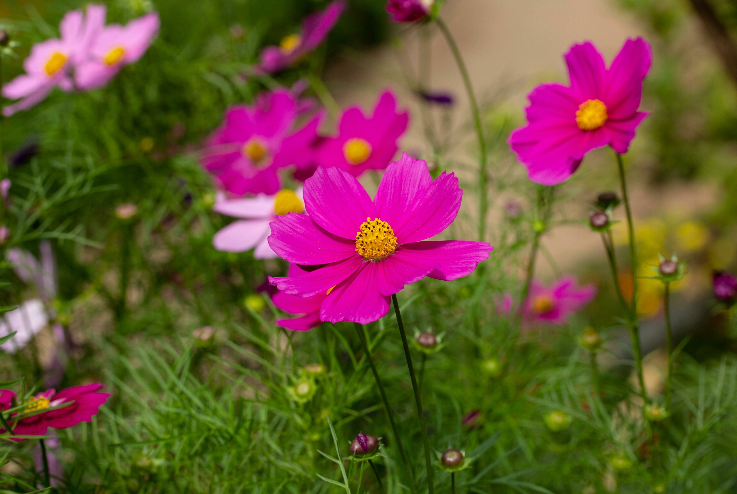 Purple cosmos flowers in the garden Stock Free