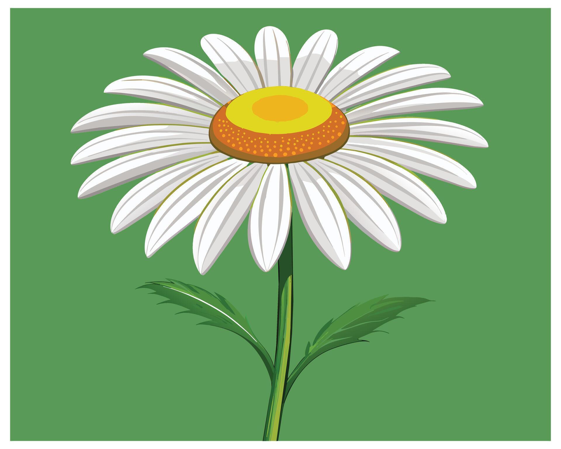 Cartoon Daisy Flower Vector Design On White Background illustration Stock Free